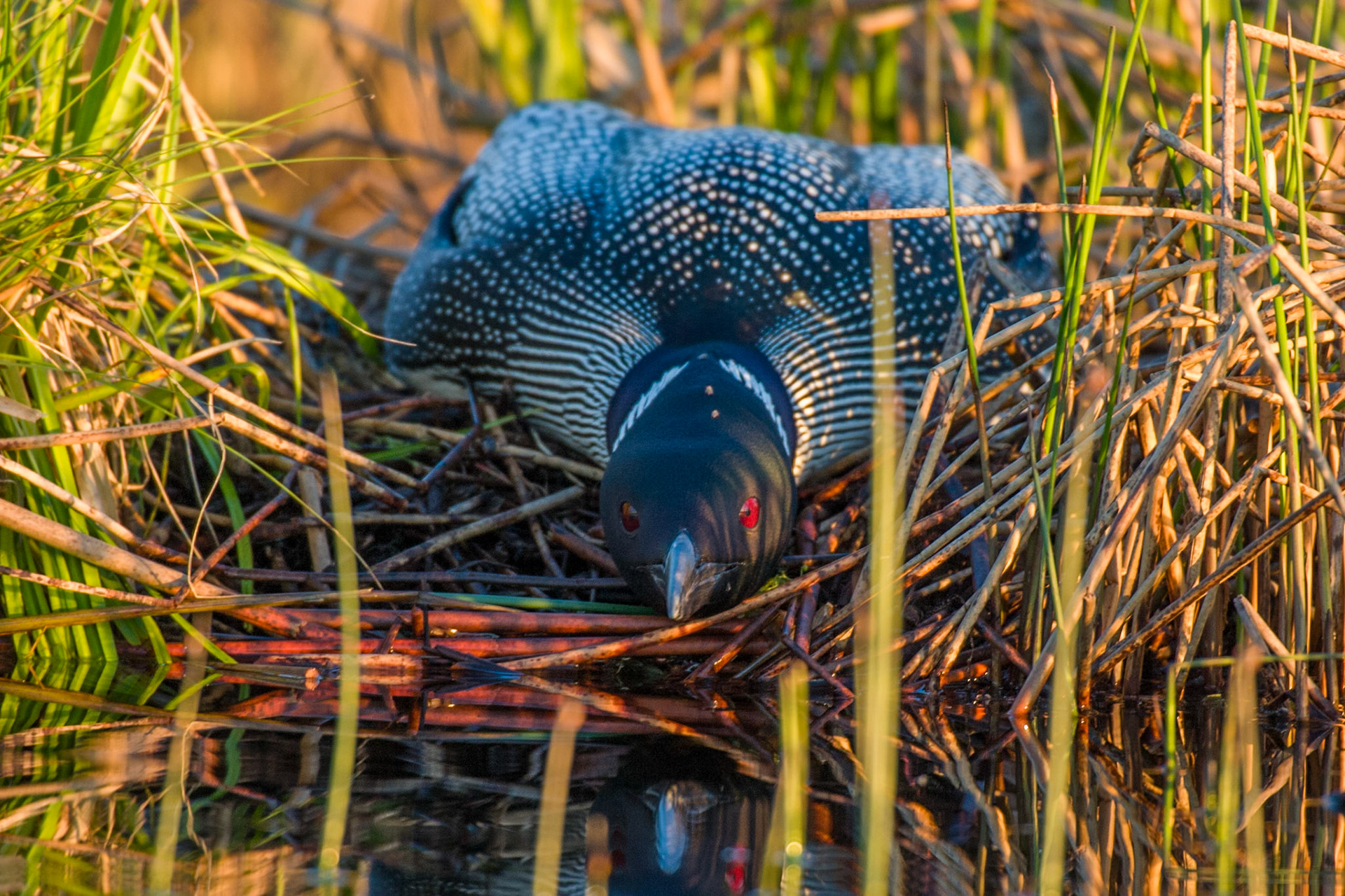 Common Loon