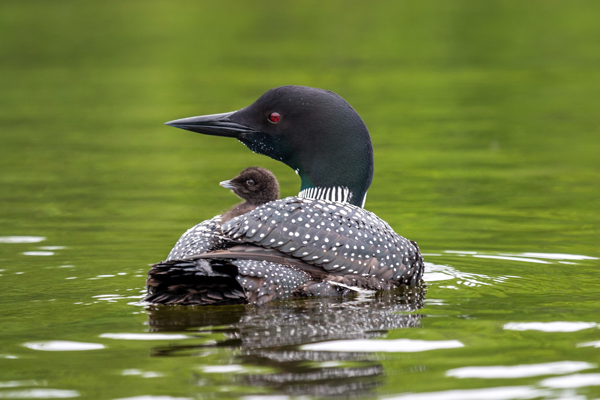 Common Loon