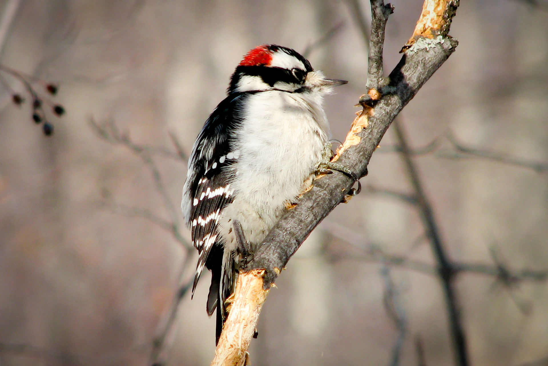 December 6 - Downey WoodpeckerThis incredible little bird is the most common woodpecker in North America. Special feathers around the birds' nostrils prevent them from breathing in wood chips, and a pad of spongy elastic material between their bill and skull protects their brain from shock.Are not two sparrows sold for a penny? And not one of them will fall to the ground apart from your Father. But even the hairs of your head are all numbered. Fear not, therefore; you are of more value than many sparrows.Matthew 10:29-31