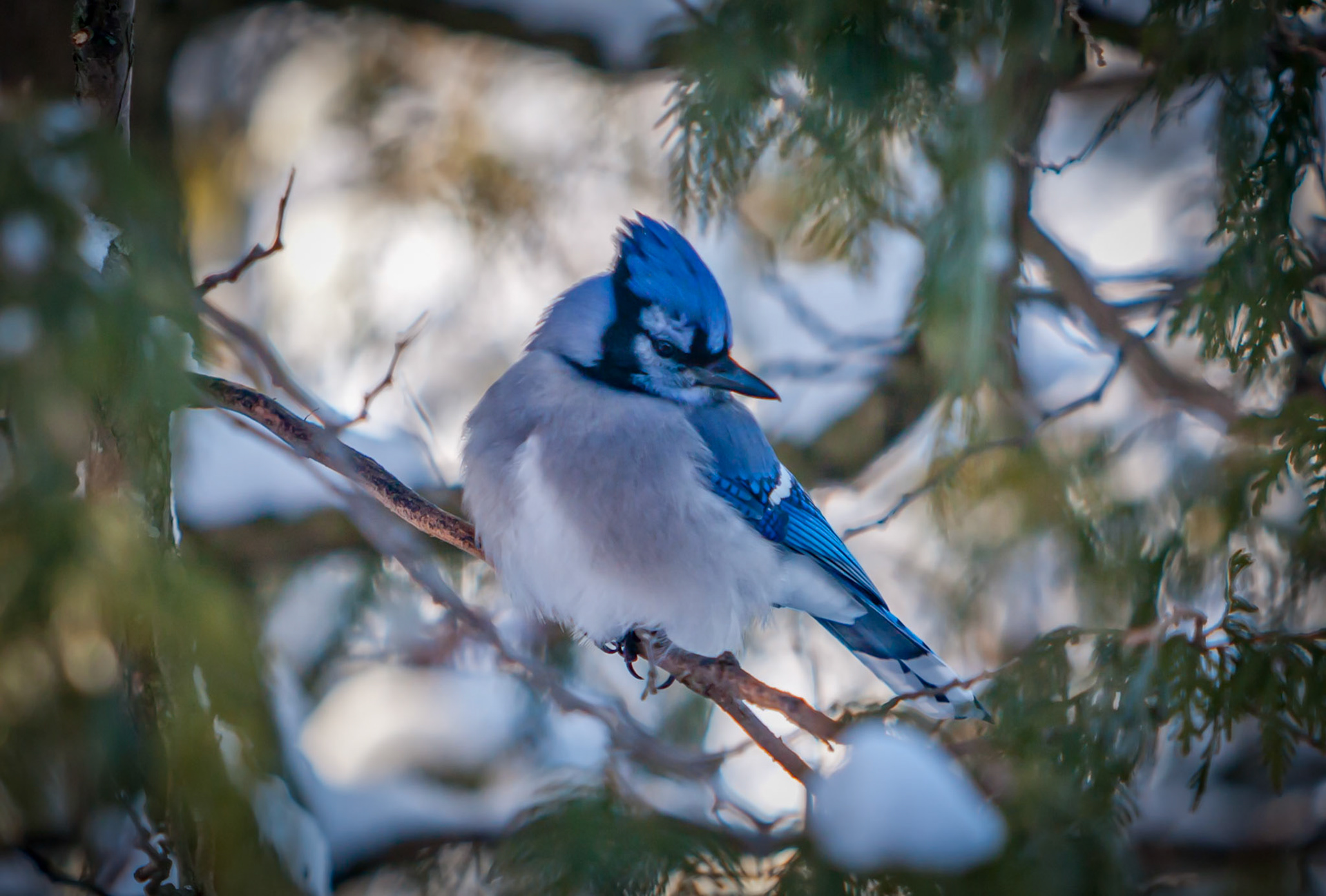The king of the winter forest, blue jays thrive in the Northland.