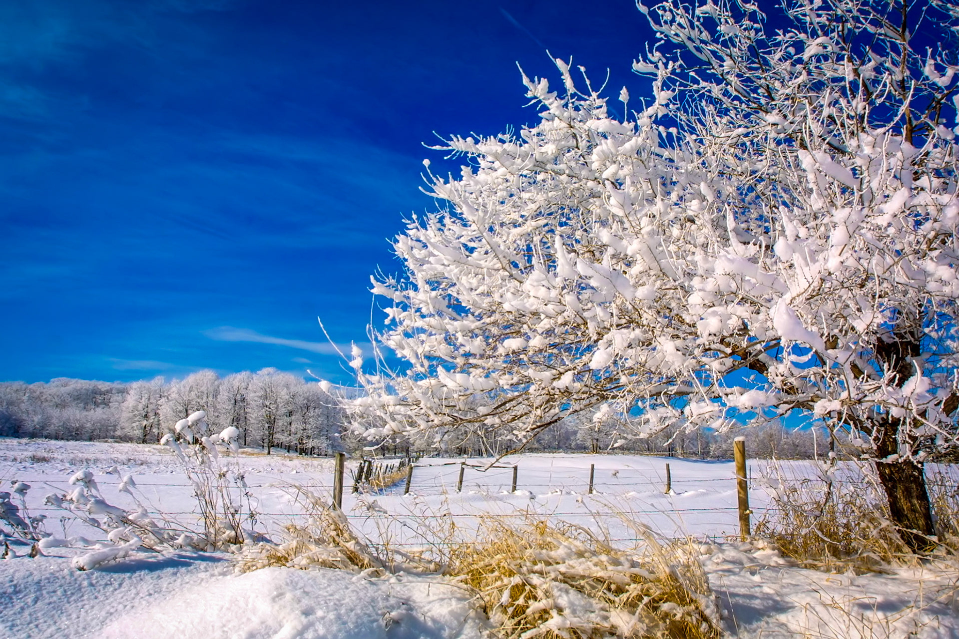January 30 - Winter WhiteSnow clings to the trees and grass after a January snowfall. The blue skies, fresh snow, and pure arctic air make for a perfect winter day.Any wind would have blown this cotton-like snow off the branches, but it hung on long enough for me to capture this winter scene.Understanding the Creator through His artwork magnifies this small piece of God's glory into a sense of thankfulness and appreciation for cold winter days.Praise the Lord from the earth, you great sea creatures and all deeps, fire and hail, snow and mist, stormy wind fulfilling his word! Psalm 148:7-8It's a great day to be alive! Every breath we take is a gift from the same God who mastered this scene.