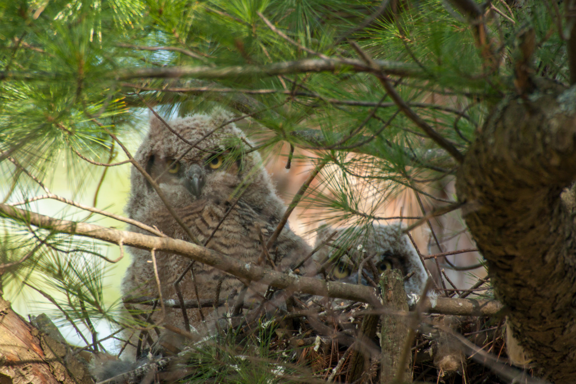 Just haning around it's nest with it's sibling is this baby Great Horned Owl