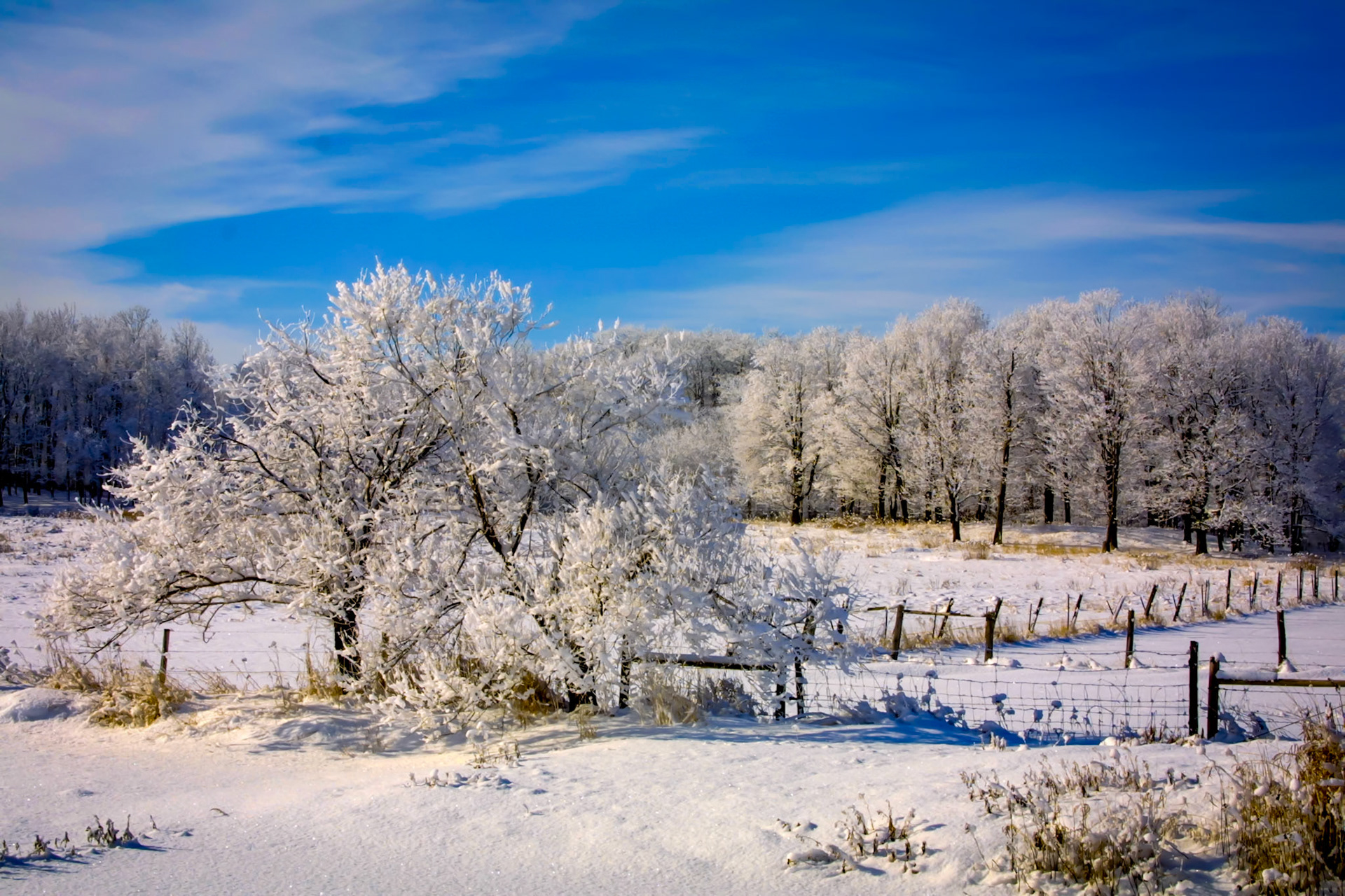 February 4 - White WinterWinter brings its beauty in the form of white snow-covered fields. The pure white landscapes of the Northland gleam with crystal snowflakes and hush the sounds of the countryside.Snow and clouds appear white because they reflect almost all sunlight from their surfaces, absorbing only a tiny amount of the visible spectrum.Without a breeze, the puffy light snow stayed on the trees until an afternoon gust blew it all away in a minute. What a gift to enjoy this February scene.“Blessed are the pure in heart, for they shall see God. Matthew 5:8 Just like the snow on the trees, life is here one minute and gone the next. Take a minute today to be thankful; you may not have another.