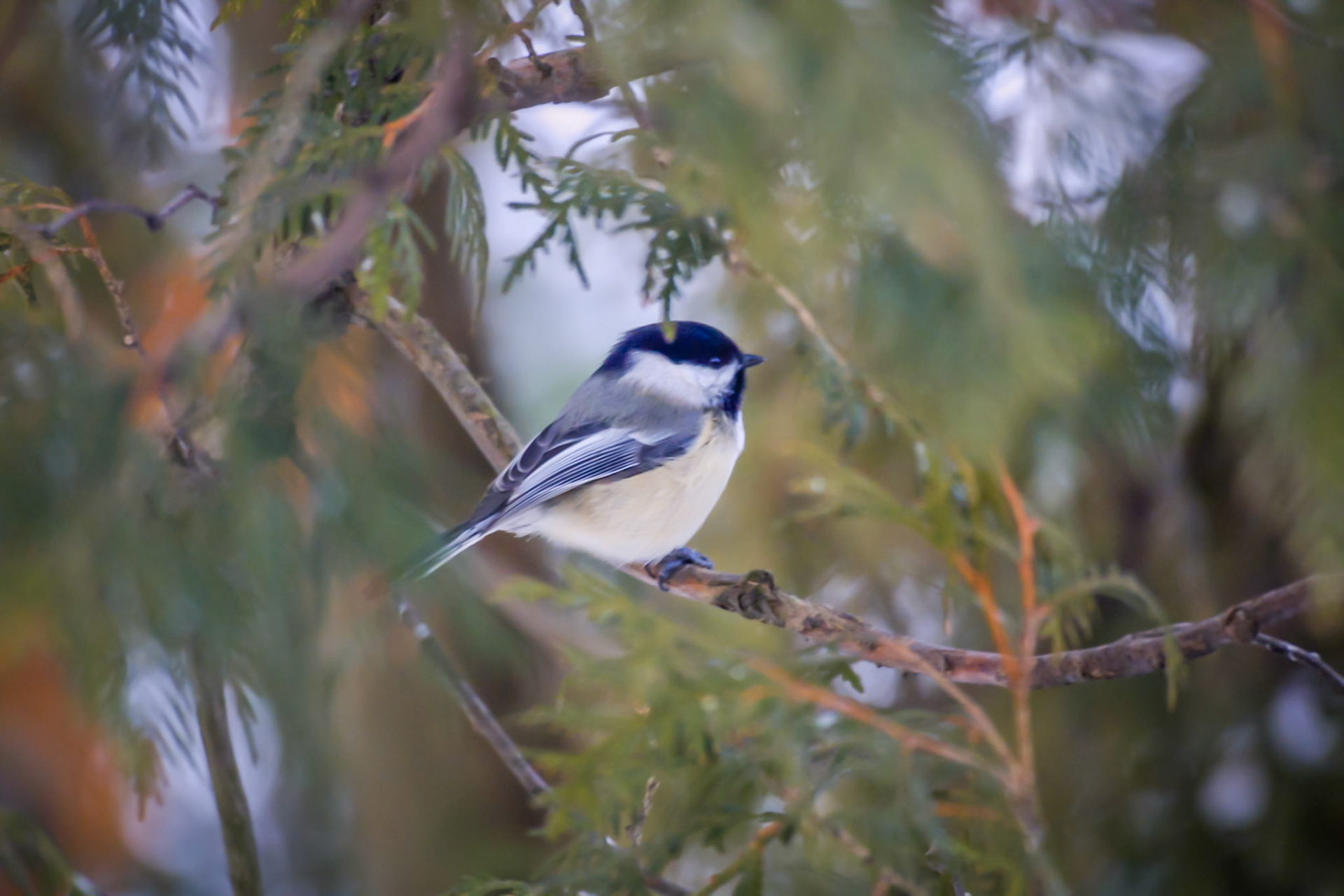 February 23 - Chickadee in the WoodsA tiny chickadee sings its familiar song amidst the northern woods.Chickadees are tough little birds that do not migrate. However, during cold weather, Chickadees need twenty times more food than in summer.Look at the birds of the air; they do not sow or reap or store away in barns, and yet your heavenly Father feeds them. Are you not much more valuable than they? Matthew 6:26The wonders of God's creation declare the glory of God.