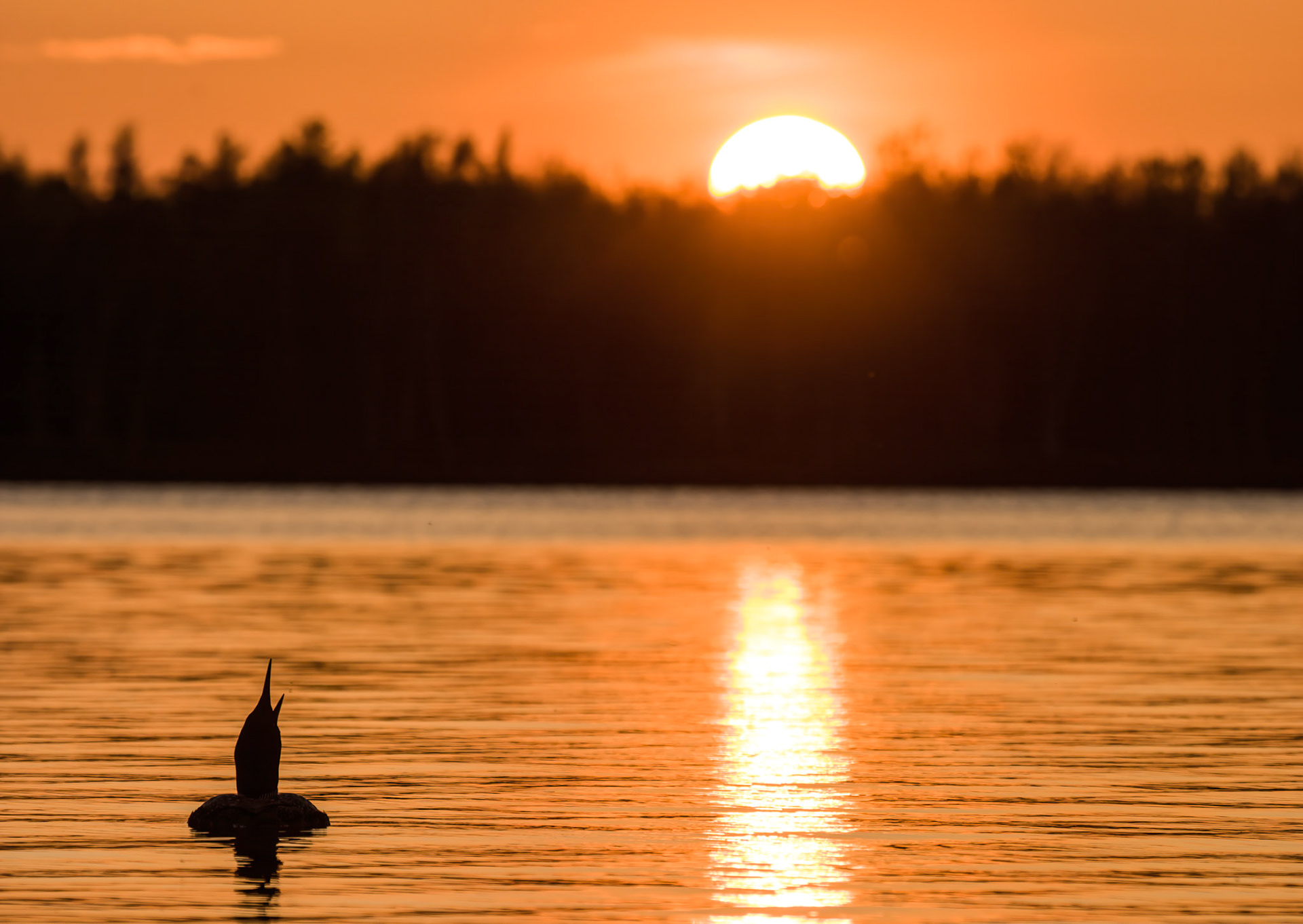 July 15 - Cry of the Loon - Summer melody of every northern lake.Researchers have identified four distinct calls used by loons: the tremolo, the wail, the yodel, and the hoot. These calls, more than just sounds, are a language of the wild, used for various situations and echoing across the open water, a testament to the loon's place in the natural world. "But ask the animals, and they will teach you, or the birds in the sky, and they will tell you, or speak to the earth, and it will teach you, or let the fish in the sea inform you. Which of all these does not know that the hand of the LORD has done this? Job 12:7-9The loon is an extraordinary creation, and so are you!