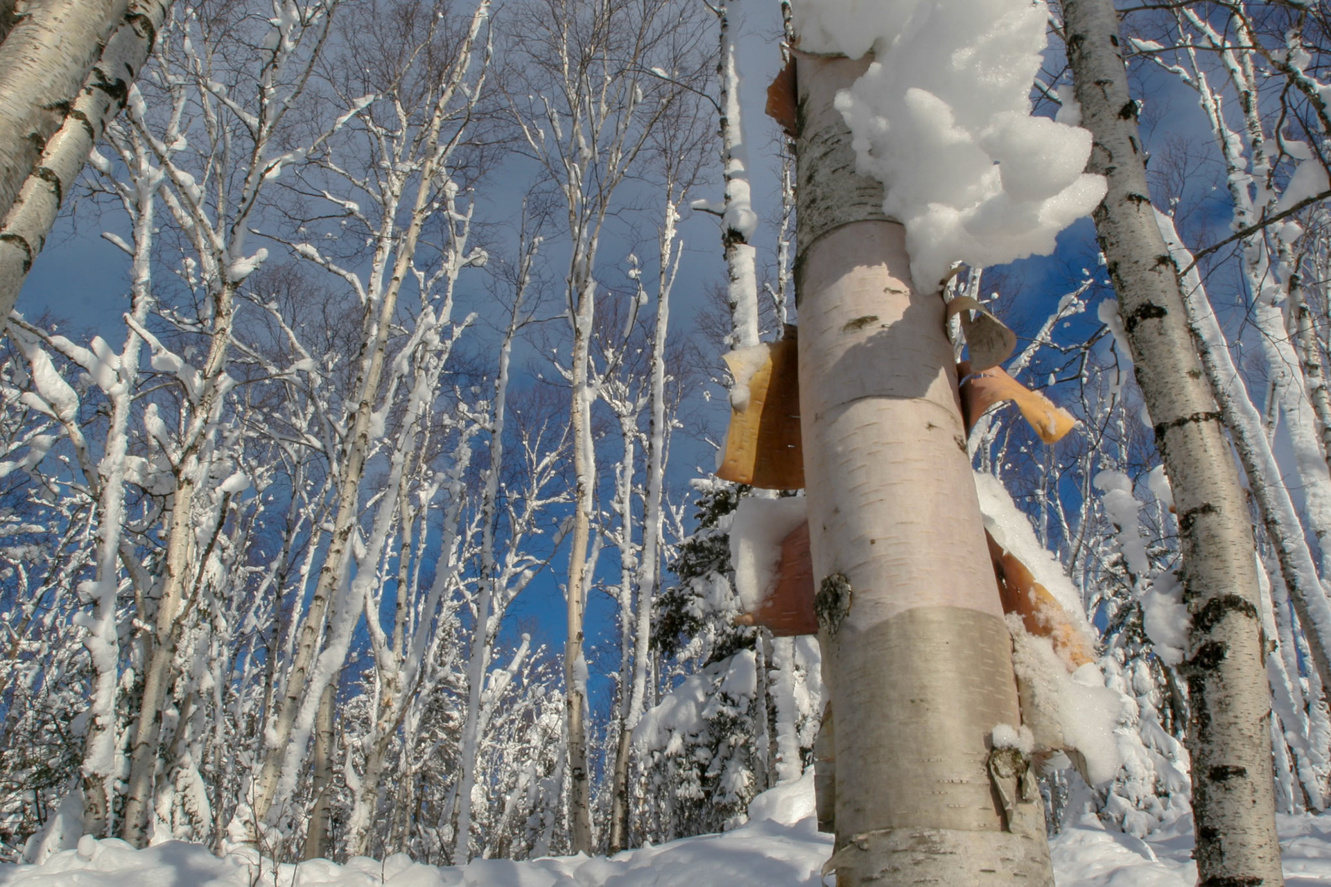 The forest around Split Rock Lighthouse became a winter wonderland after a two foot snowfall blanketed the area duing a December storm.