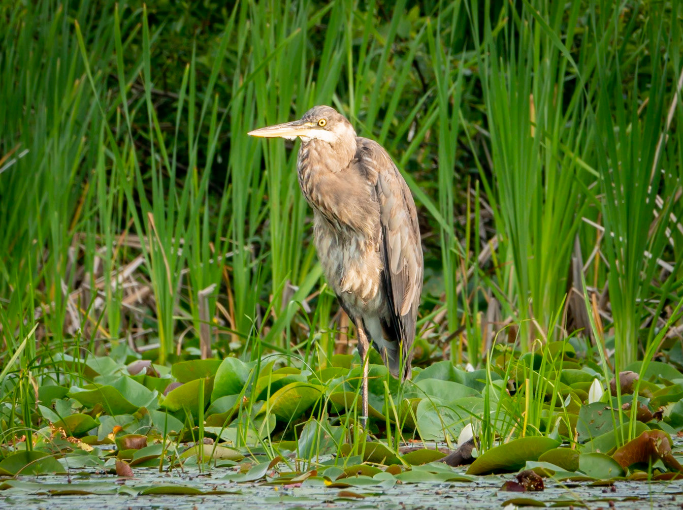 July 3 - Great Blue Heron - Standing perfectly still on the shoreline, this Great Blue Heron patiently awaits his next meal.Great blue herons are excellent fishermen. These birds can be spotted around shorelines and shallow marshes wading through the water.Once their next meal is spotted, they will stretch out their long neck and freeze in place. Then, when the moment is right, they strike with their knife-like bill.“But ask the animals, and they will teach you, or the birds in the sky, and they will tell you; or speak to the earth, and it will teach you, or let the fish in the sea inform you. Which of all these does not know that the hand of the LORD has done this? Job 12:7-9
