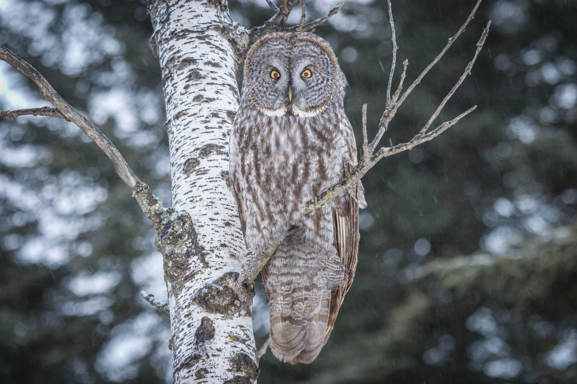 December 11 - Great Gray Owl The Great Gray Owl has asymmetrical ear openings that help them find prey by sound alone. The left ear opening is higher on the head than the right ear opening, enabling precise directional hearing and letting them feed on hidden prey.“But ask the beasts, and they will teach you; the birds of the heavens, and they will tell you; or the bushes of the earth, and they will teach you; and the fish of the sea will declare to you. Who among all these does not know that the hand of the Lord has done this? In his hand is the life of every living thing and the breath of all mankind. Job 12:7-10