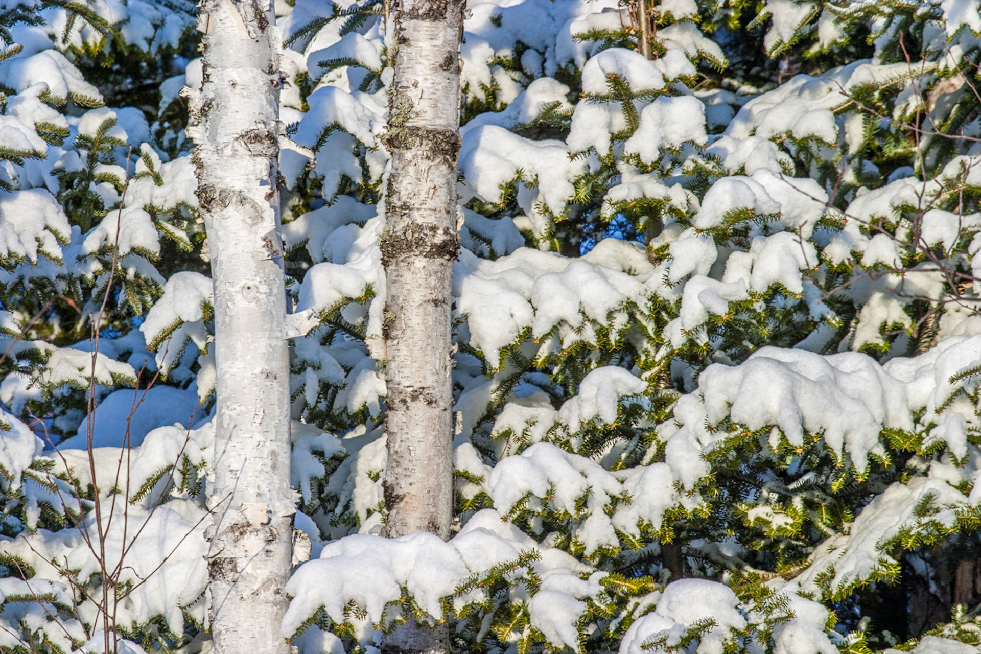 January 24 — Snow CoverSnow settles heavily on birch trunks and pine boughs, layering the forest in soft white stillness. The contrast between smooth birch bark and dark evergreen needles creates a peaceful winter mosaic. Beneath these branches, small animals find shelter from wind and cold, hidden within the quiet of the Northland woods.Birch and pine trees survive deep winter not by resisting the cold, but by adapting to it. They use natural antifreeze sugars, controlled dehydration, and protective structures that preserve living cells until warmer days return.Creation is filled with wonders that point us toward the Creator. Trees did not stumble into such intricate survival systems by chance. They were crafted with intention by an infinitely knowledgeable God, designed to endure seasons and display His wisdom through even the smallest details of life.“He gives snow like wool; He scatters frost like ashes. He hurls down His crystals of ice like crumbs; who can stand before His cold? He sends out His word, and melts them; He makes His wind blow and the waters flow.” - Psalm 147:16–18As you observe these resilient trees resting beneath the snow, remember that God has carefully formed you as well, created to endure seasons, reflect His glory, and flourish in His perfect timing. Today is one of a kind and will soon be past. Take a moment to give thanks for your next breath—you are not here by chance.
