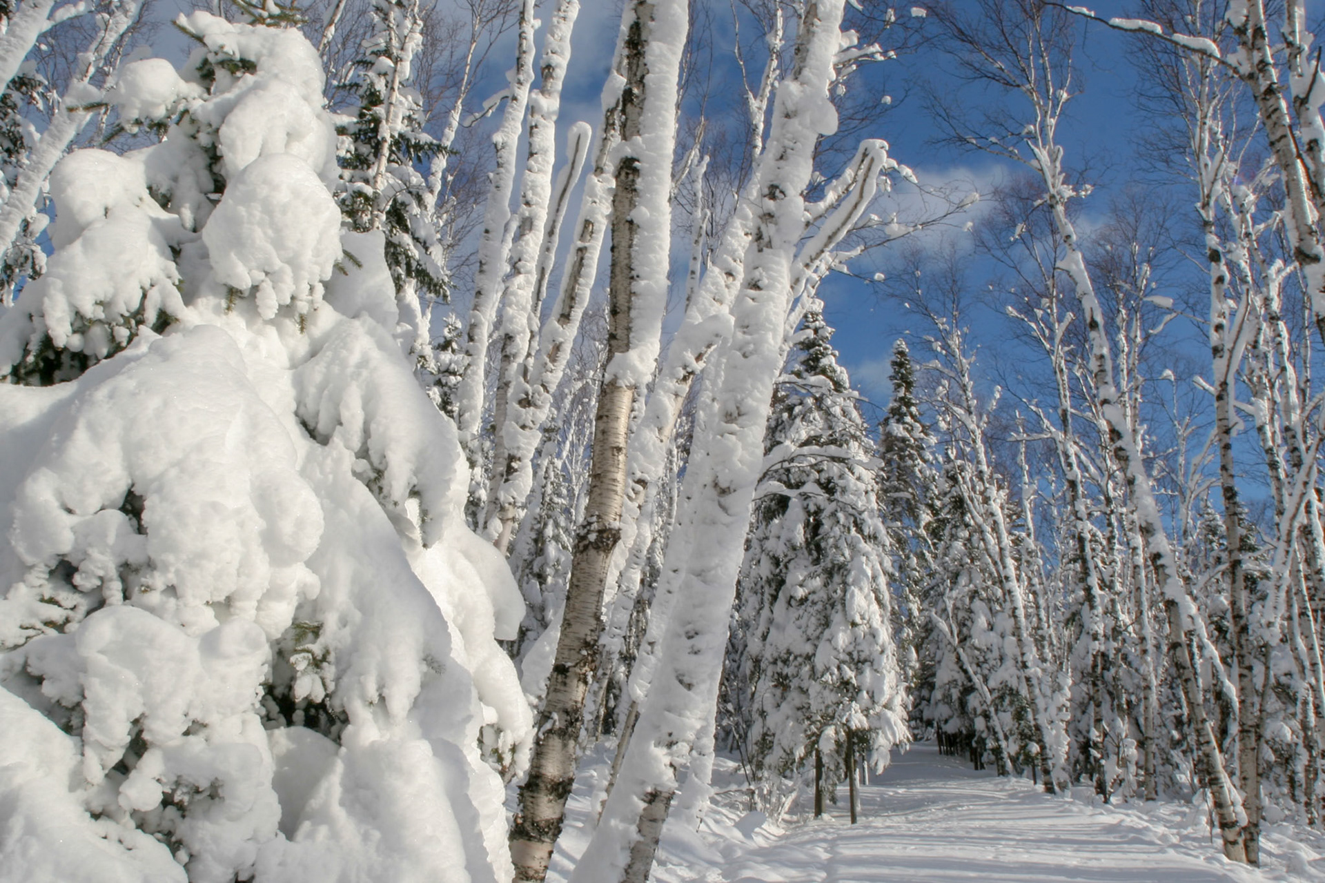 The forest around Split Rock Lighthouse became a winter wonderland after a two foot snowfall blanketed the area duing a December storm.