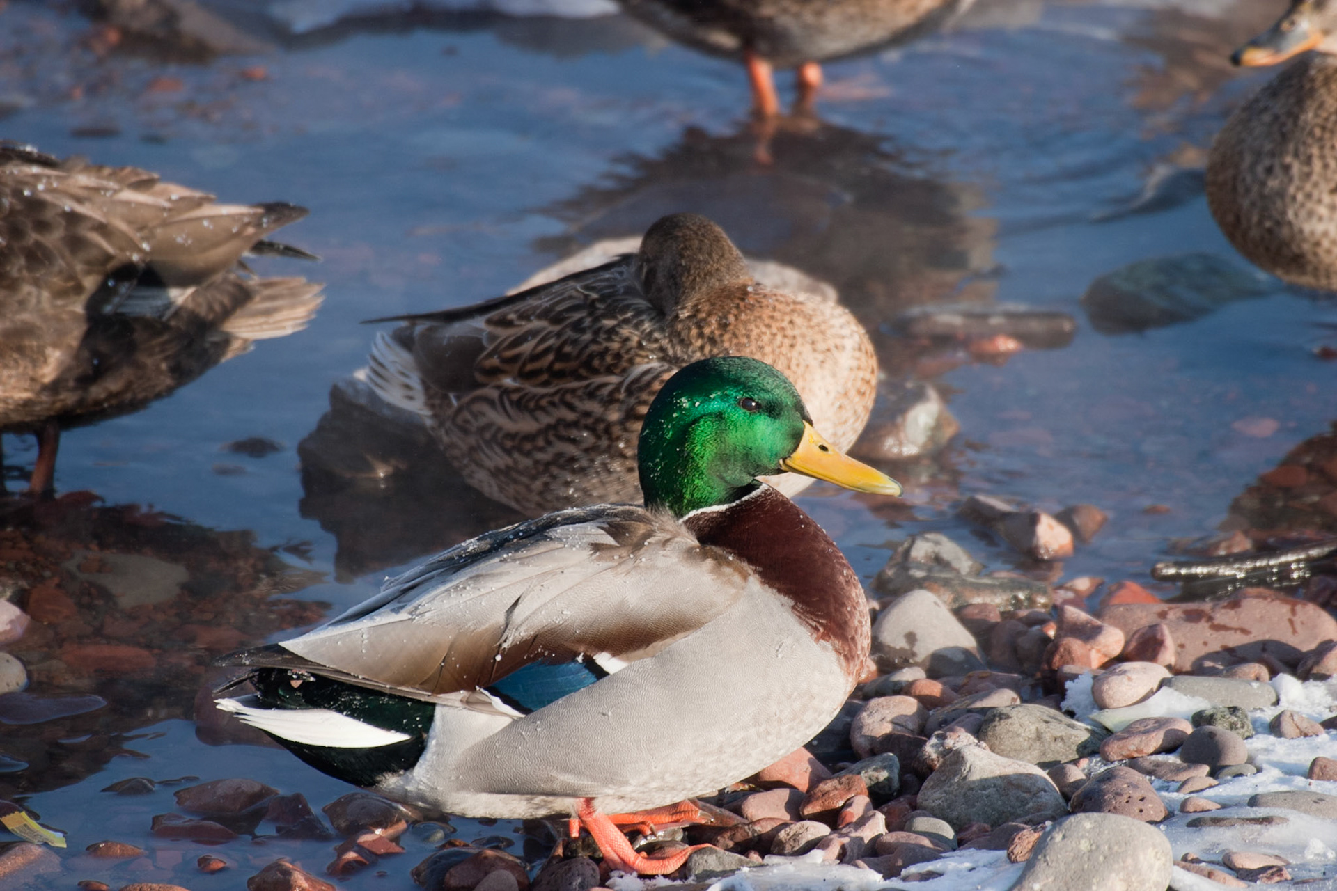 A mallard duck stands in the frigid cold on the only open water in December.