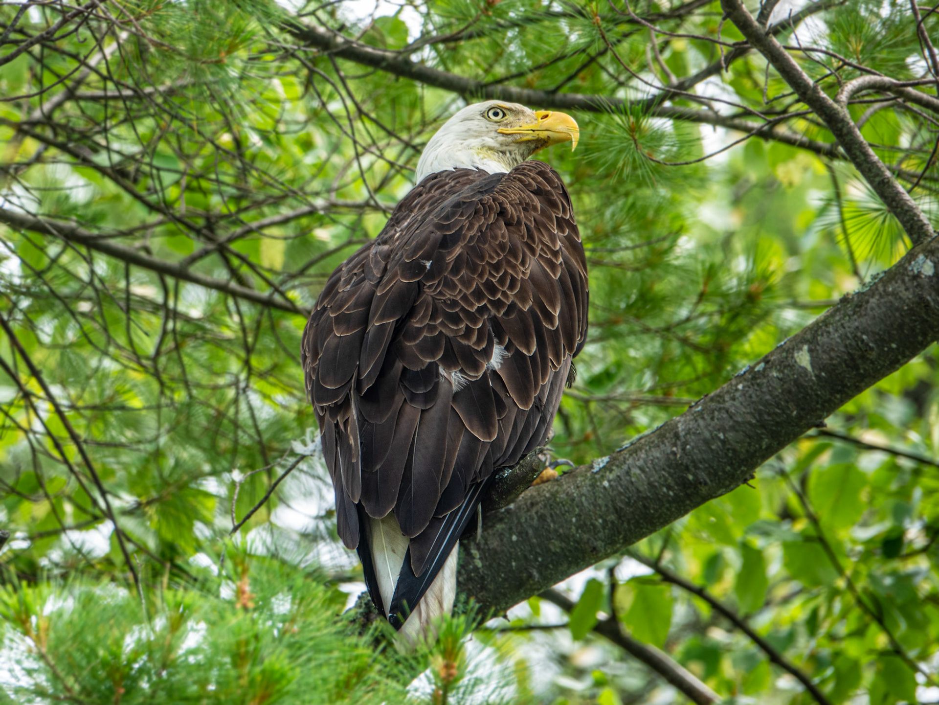 July 4th - American Bald Eagle - A symbol of power and strength, the bald eagle's large size, sharp vision, and powerful wingspan make it a fitting choice as America's national symbol.The bald eagle was chosen as a symbol for the United States because it is a majestic North American bird that freely soars the skies. It is an excellent symbol for the US as a new country.But those who hope in the Lord will renew their strength.They will soar on wings like eagles; they will run and not grow weary; they will walk and not be faint. Isaiah 40:31Thank God for our freedom in this country and the ability to freely worship and pray to our sovereign Lord.