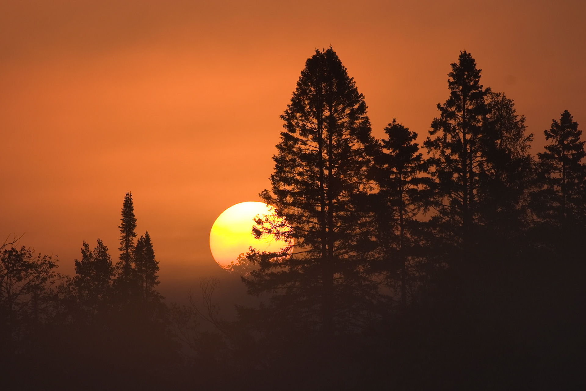 The rising sun backlights a ridge of pine trees on this early summer morning.