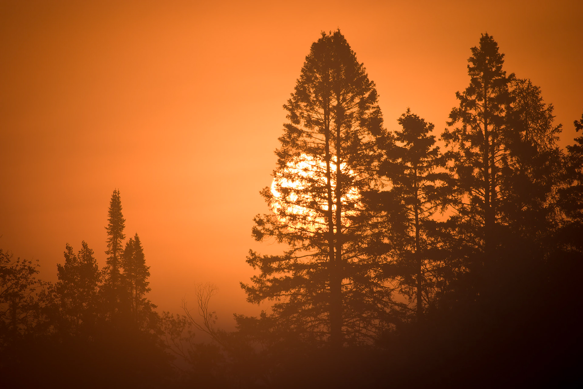 August 12 - Deep Forest Sunrise - The rising sun backlights a ridge of pine trees on a hazy August morning. August's thick, damp, warm air creates a sweet pine scent that fills your senses.His splendor is like the sunrise. Rays shine from his hand, where his power is hidden. Hab 3:4
