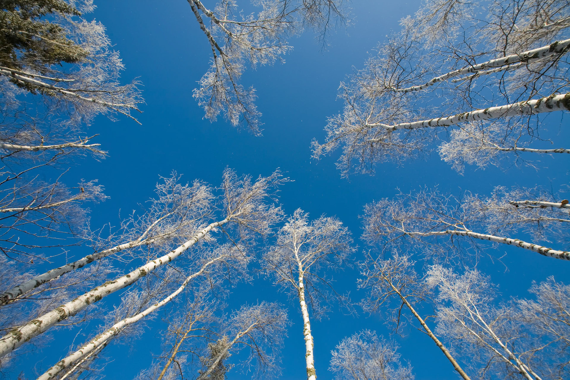 Things are Looking UpClear skies and heavy frost covered the birch trees to reveal creations wonderful beauty.I poked the legs of my tripod through the deep snow and found solid footing. After locking the camera into the bracket, I turned the camera straight upward and focused on the trees and sky of another northern winter.Deep in the woods a woodpecker drummed on a nearby tree searching for its afternoon snack while flakes of frost fluttered through the air, glimmering like tiny diamonds as they made their way to the snow covered ground.  It just doesn't get any better than this I thought to myself.Looking up through the trees, I realized that I would never experience this moment in the exact same way, ever again. It gave me an appreciation for the simple things of life, the things that are priceless, things that cannot be purchased, like time. God made the things of this world to give Him glory, and in this case, even the trees seemed to be reaching to the heavens to praise the one who made them.Trekking back home through the knee-high snow, I was warmed by the afternoon sunshine and warmed by thoughts of being a small part of God's design.God set these lights in the sky to light the earth, to govern the day and night, and to separate the light from the darkness. And God saw that it was good. (Gen 1:17)