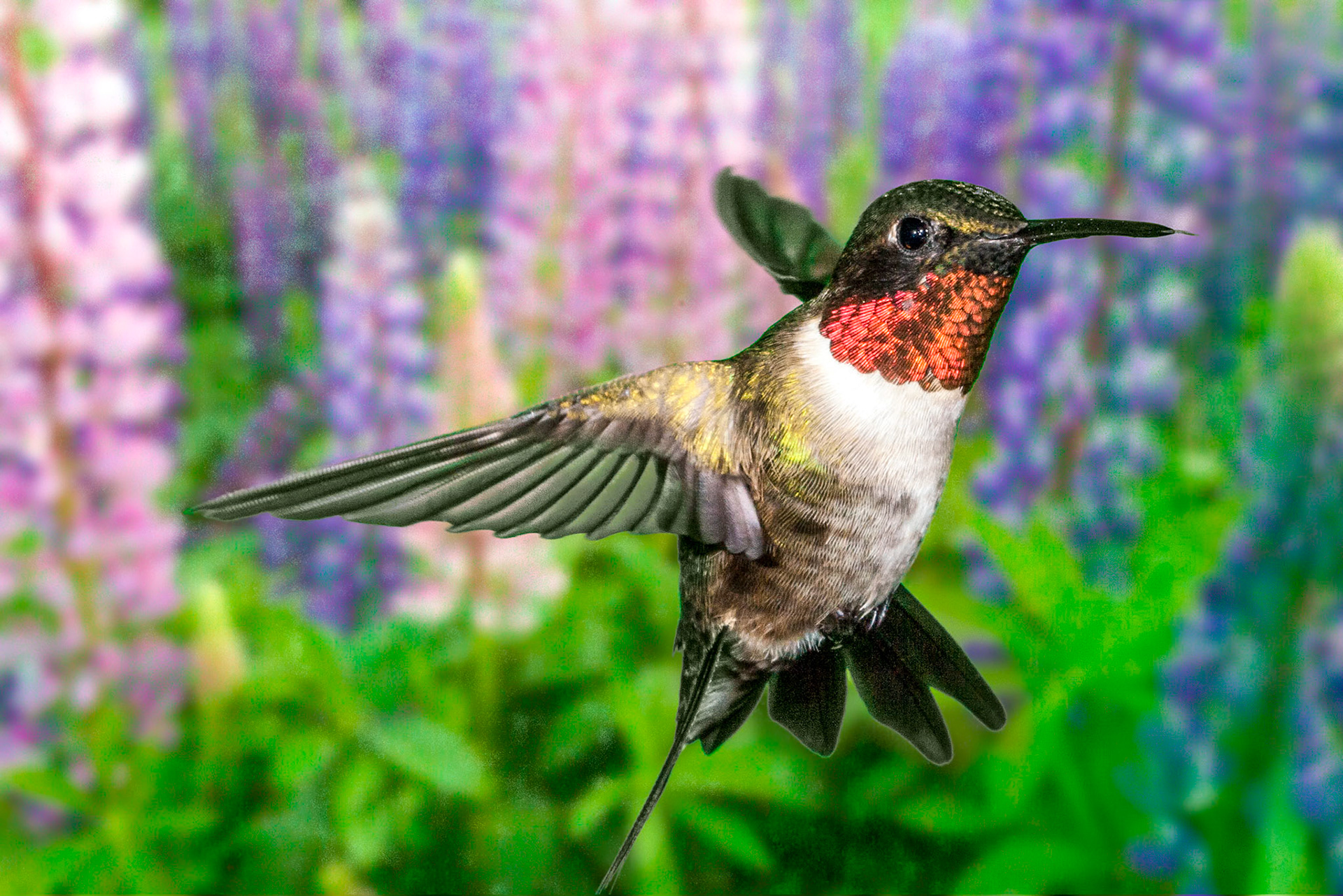June 17th - Hummingbird in front of lupines.