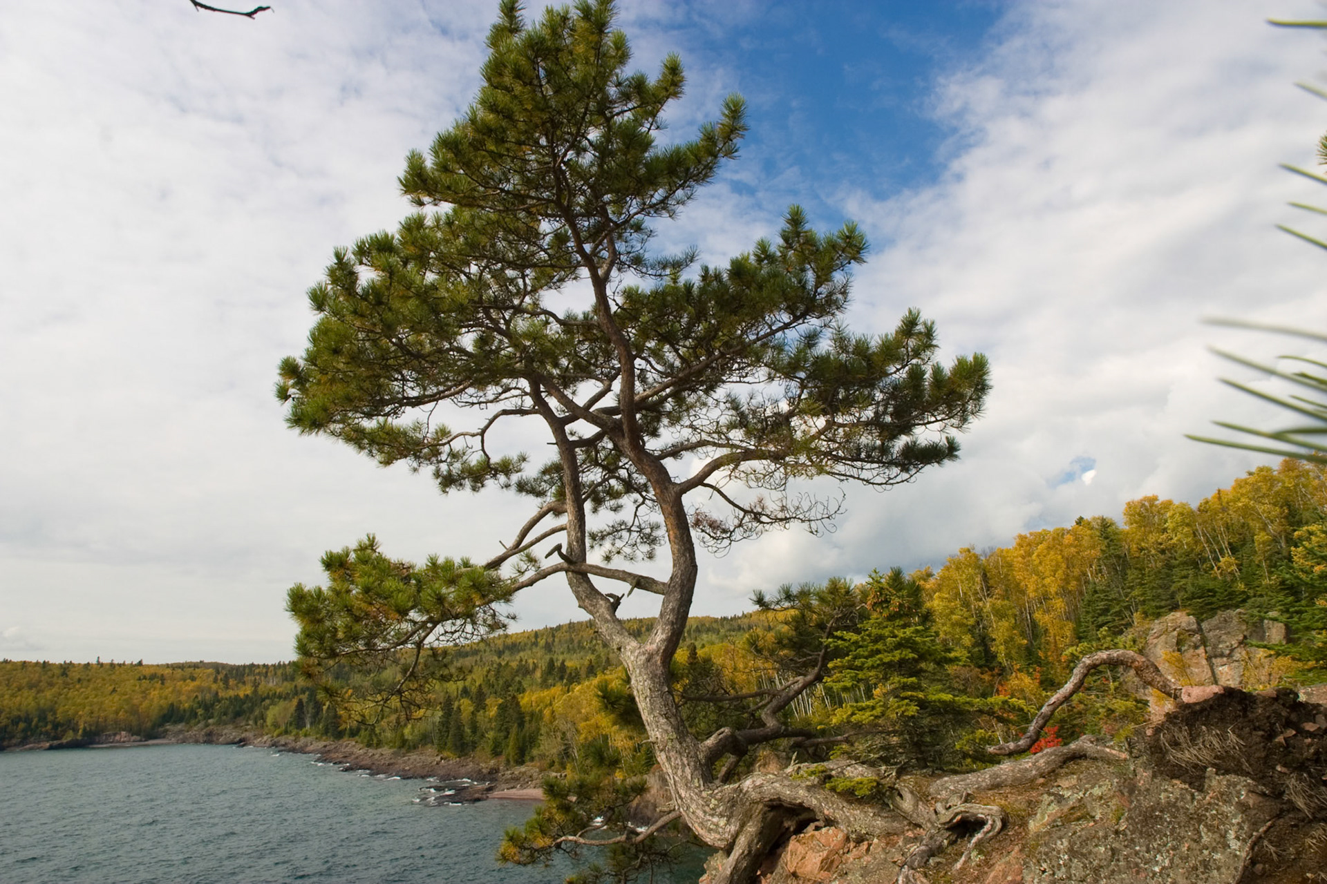 A large Pine Tree hangs onto the rocky ledge of Shovel Point in Tetegouche State Park.