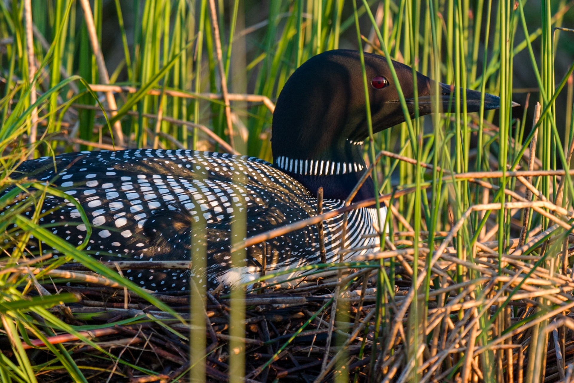 Common Loon