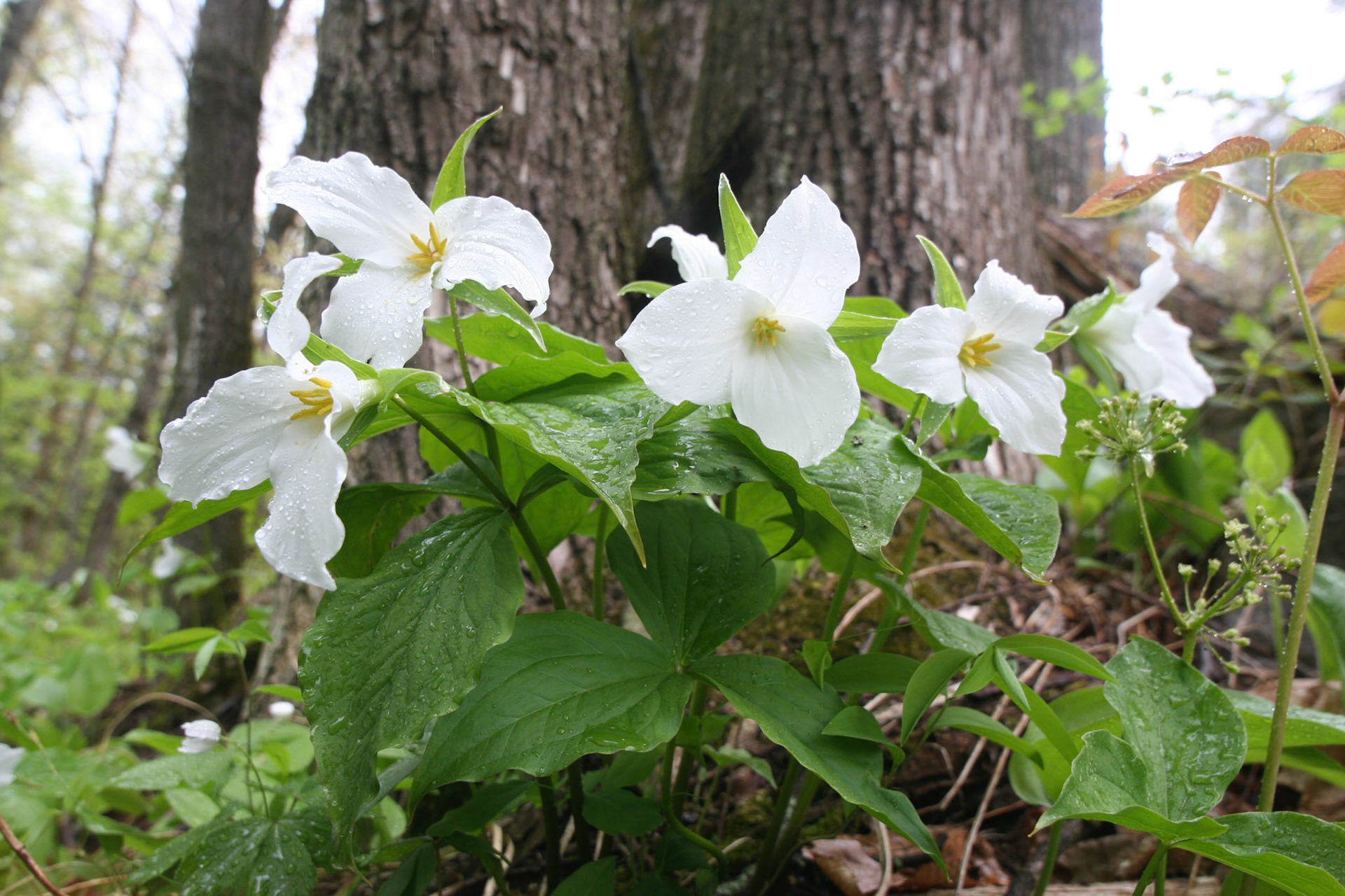 May 21 - Trilliums - Trilliums, with their unique beauty, grace the forest floor during late May, continuing the procession of wildflowers with their distinct charm.Trilliums, named after their three leaves and three petals that form a perfect triangle, have a significant place in traditional medicine. Their flowers are often used to treat various ailments, including skin rashes and infections, making them a valuable resource in herbal remedies. The beautiful trilliums have a unique way of reproducing. They rely on ants to disperse their seeds, which have a fleshy, nutrient-rich coating that ants find irresistible. Wildflowers bloom and disappear into the forest floor without anyone noticing. It's a shame because these incredible blooms are often overlooked and unappreciated. The Bible says in Psalm 103:15-16, "As for man, his days are like grass; he flourishes like a flower of the field; for the wind passes over it, and it is gone, and its place knows it no more." This verse reminds us of the brevity of life and the fragility of flowers, which bloom for a short time and then wither away. It encourages us to cherish the beauty of nature and our moments in life, for they are fleeting.So many beautiful things in nature go unnoticed; take a moment to appreciate life's small things.