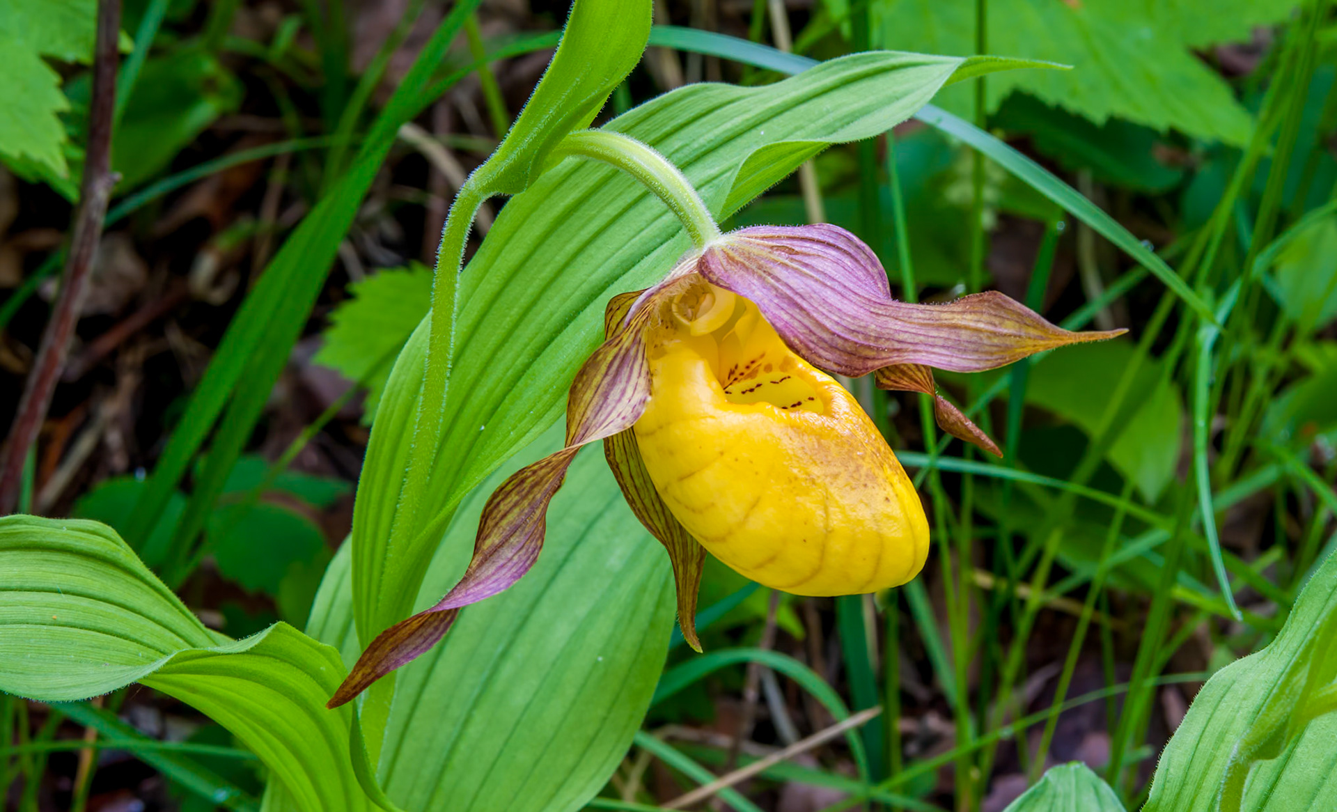 The procession of wilflowers continues through June with the appearing of the Yellow Lady Slippers.