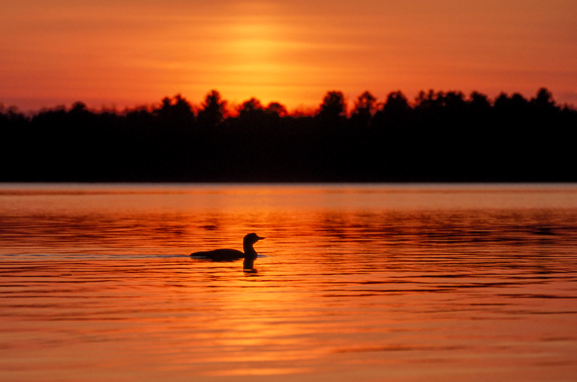 May 3rd. - "Majestic loon graces Caribou Lake, its hypnotic red eyes and haunting calls adding a touch of wild serenity. 'Look at the birds of the air; they do not sow or reap or store away in barns, and yet your heavenly Father feeds them. Are you not much more valuable than they?' - Matthew 6:26"