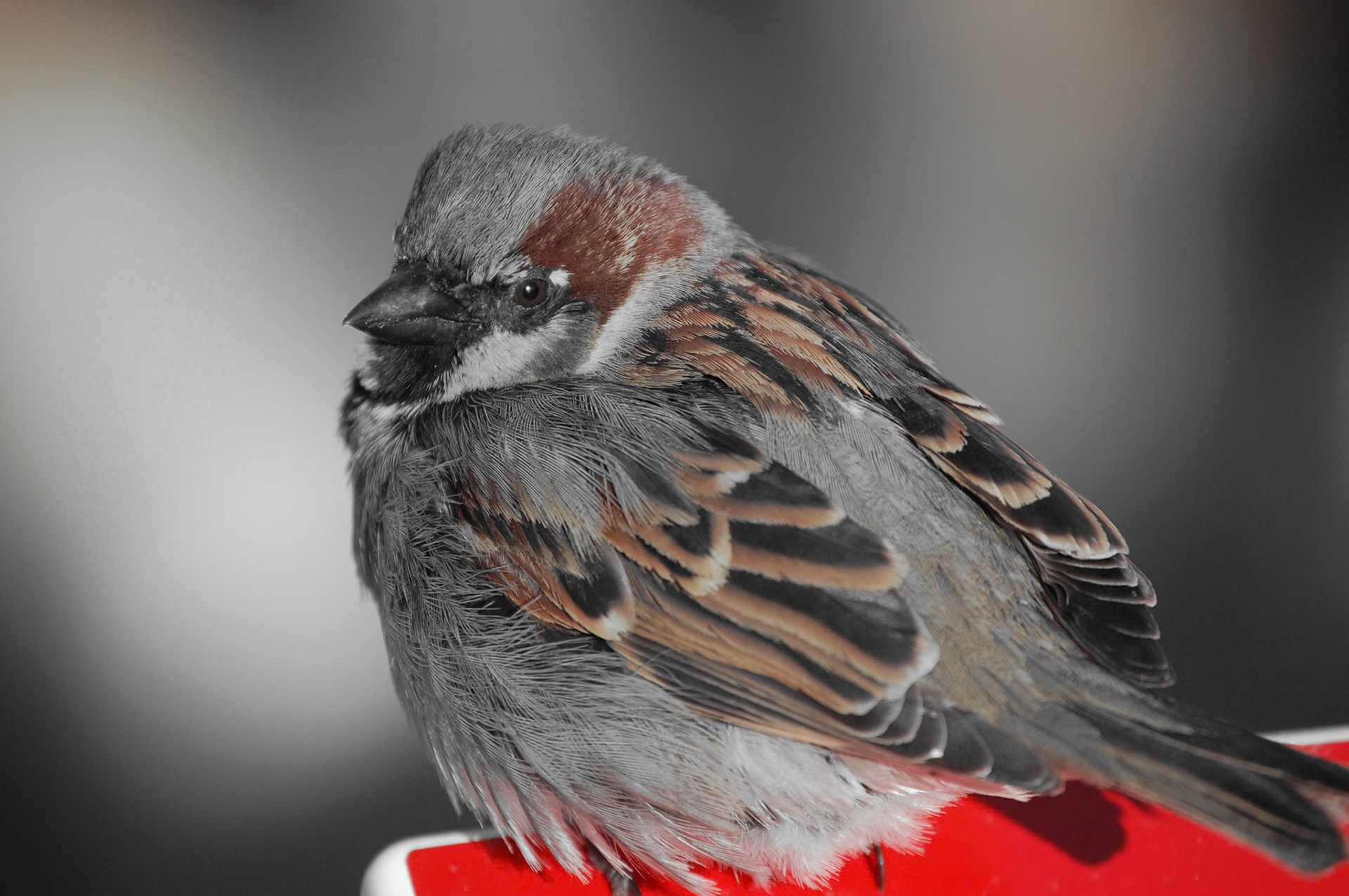 House Sparrow, Denver Zoo
