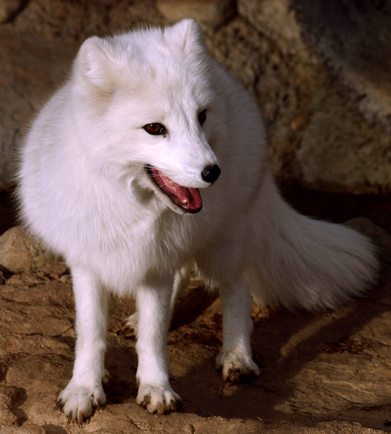 Arctic Fox, Denver Zoo