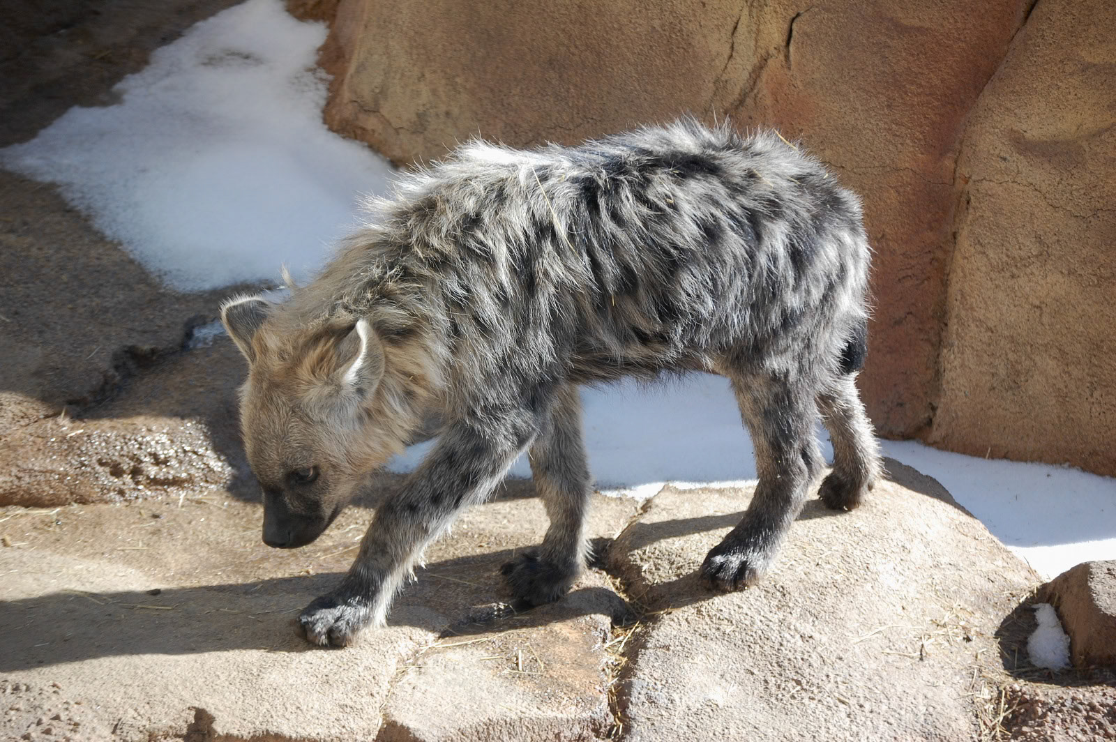 Spotted Hyena, Denver Zoo