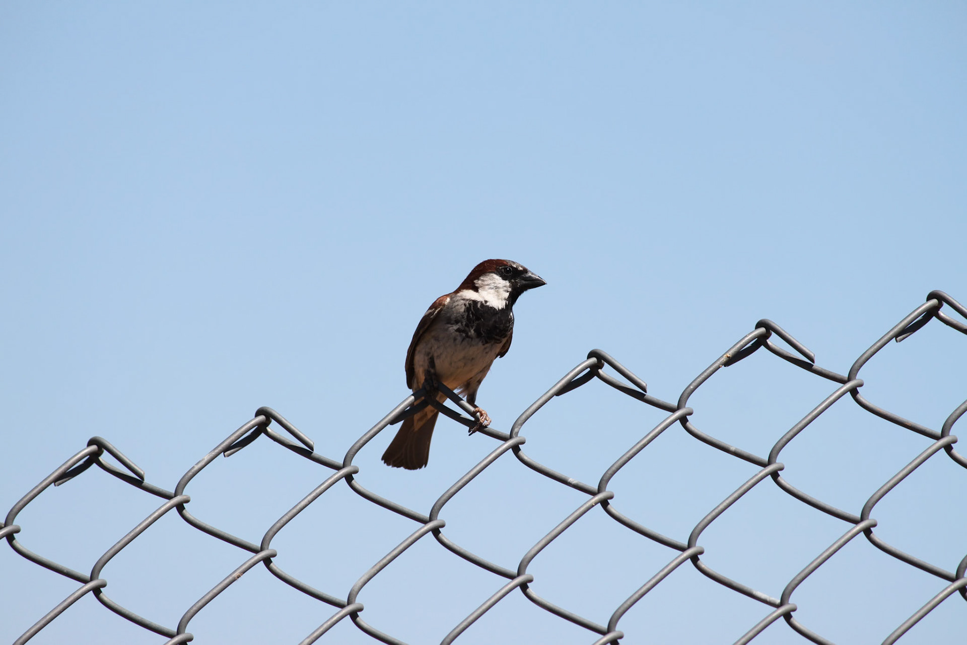 Sparrow, Arizona Wildlife Reserve