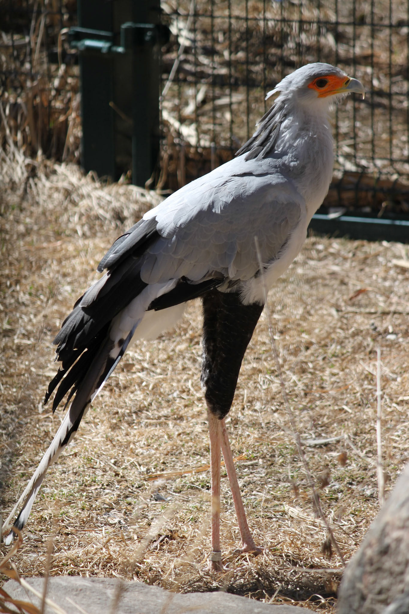 Secretary Bird, Denver Zoo