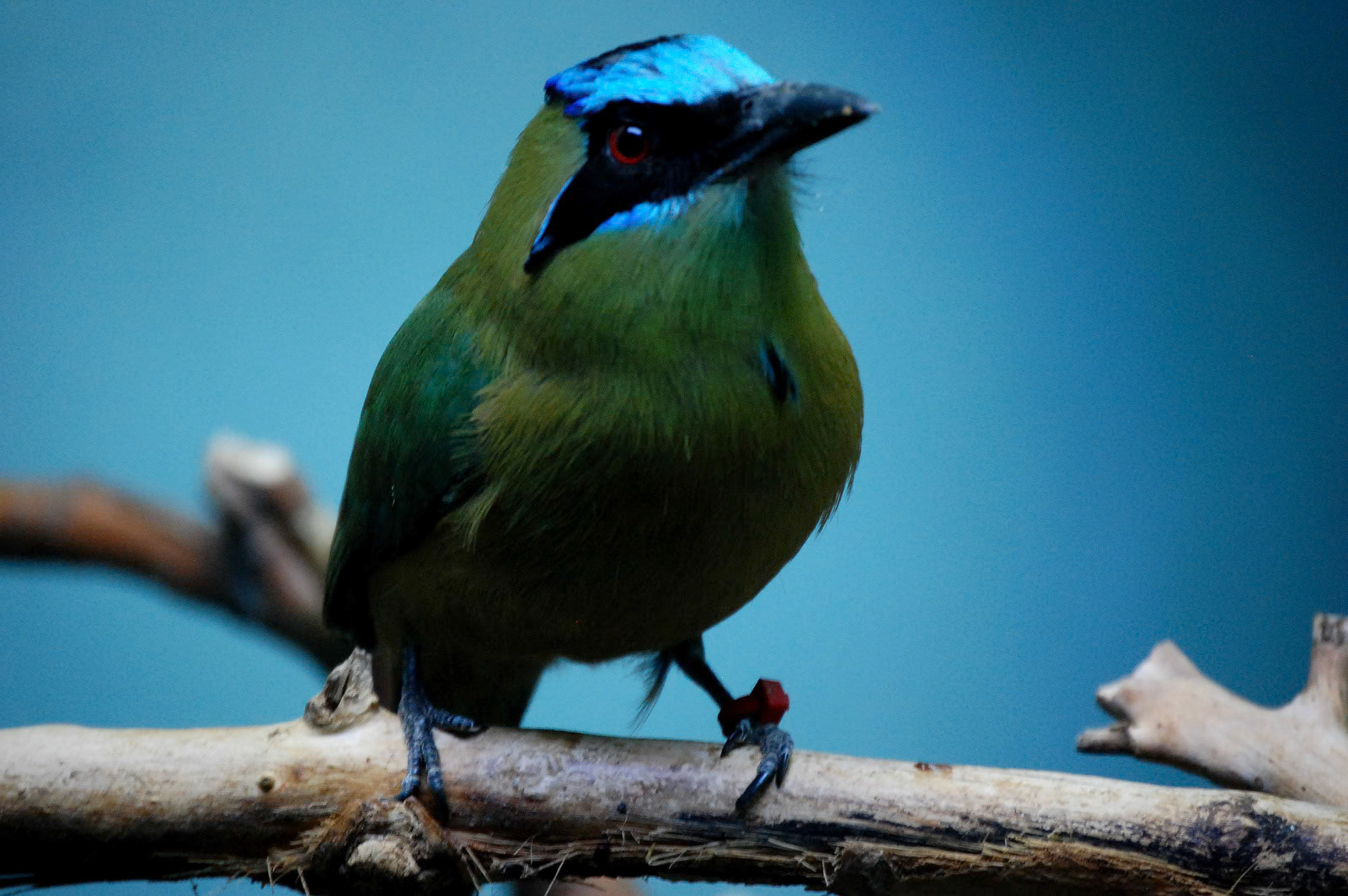 Denver Zoo