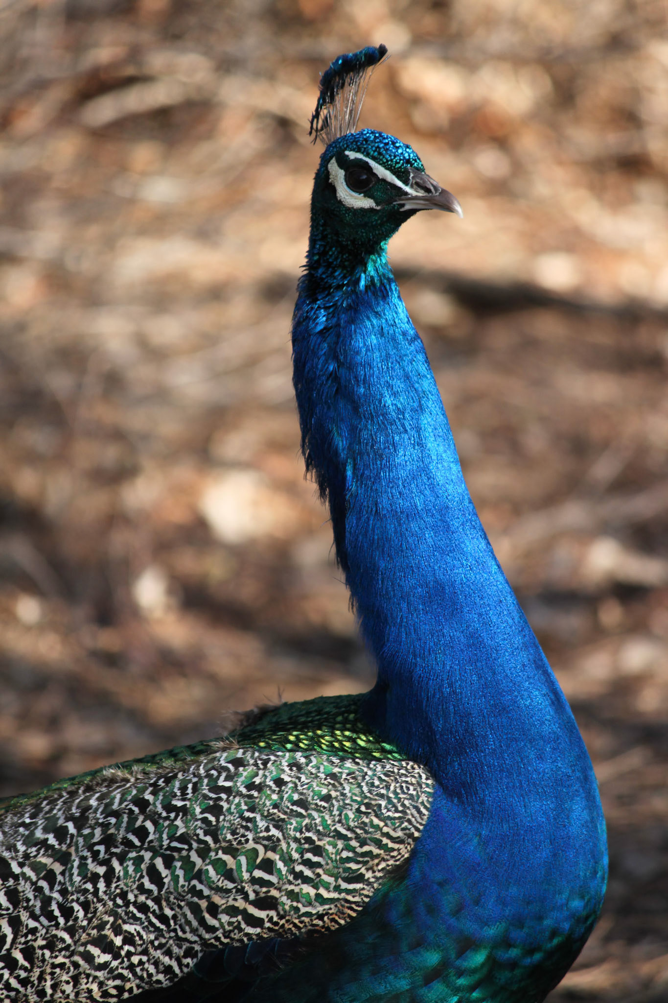 Peacock, Denver Zoo