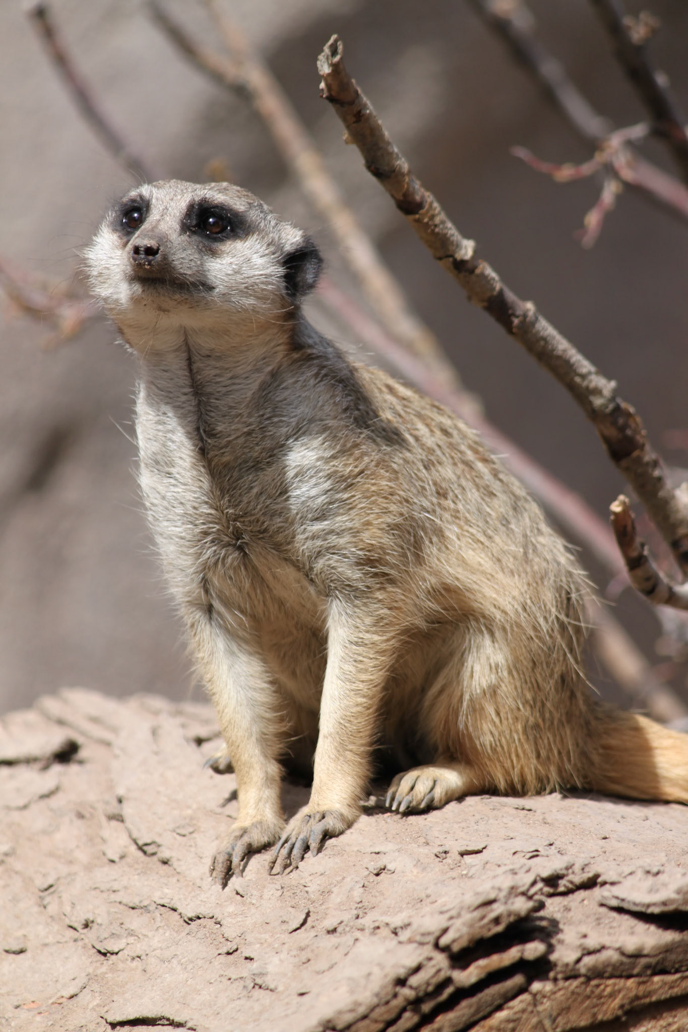 Meercat, Arizona Wildlife Reserve