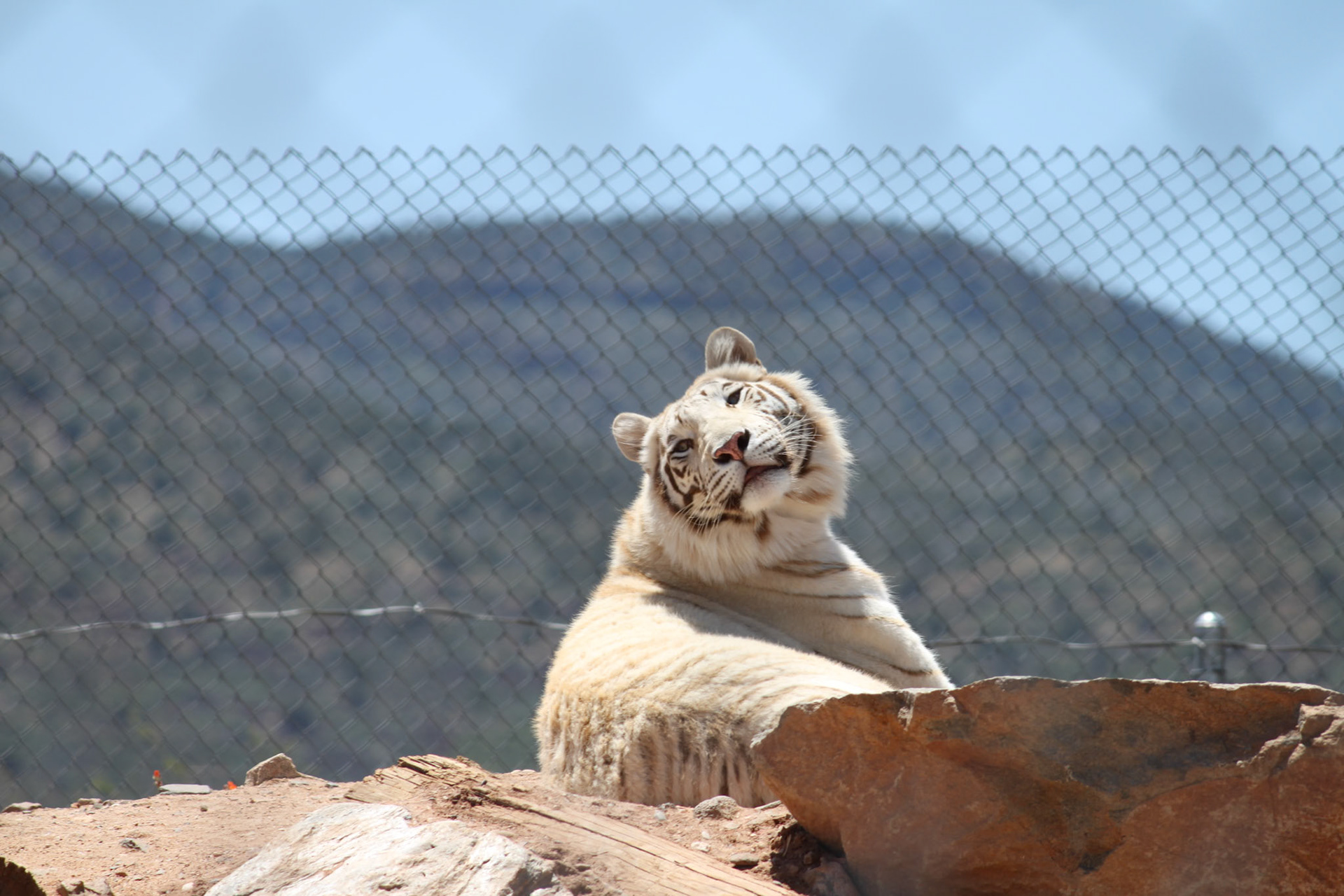 Tiger, Arizona Wildlife Reserve