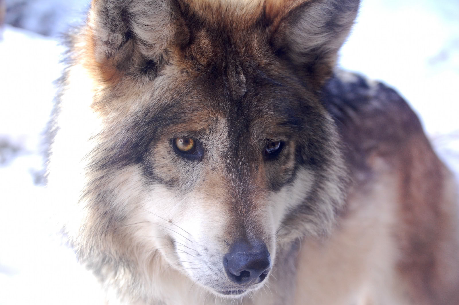 Mexican Wolf, , Cheyanne Mountain Zoo