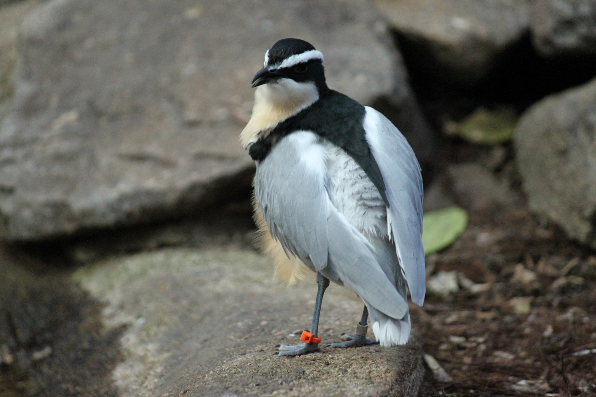 Bird, Denver Zoo