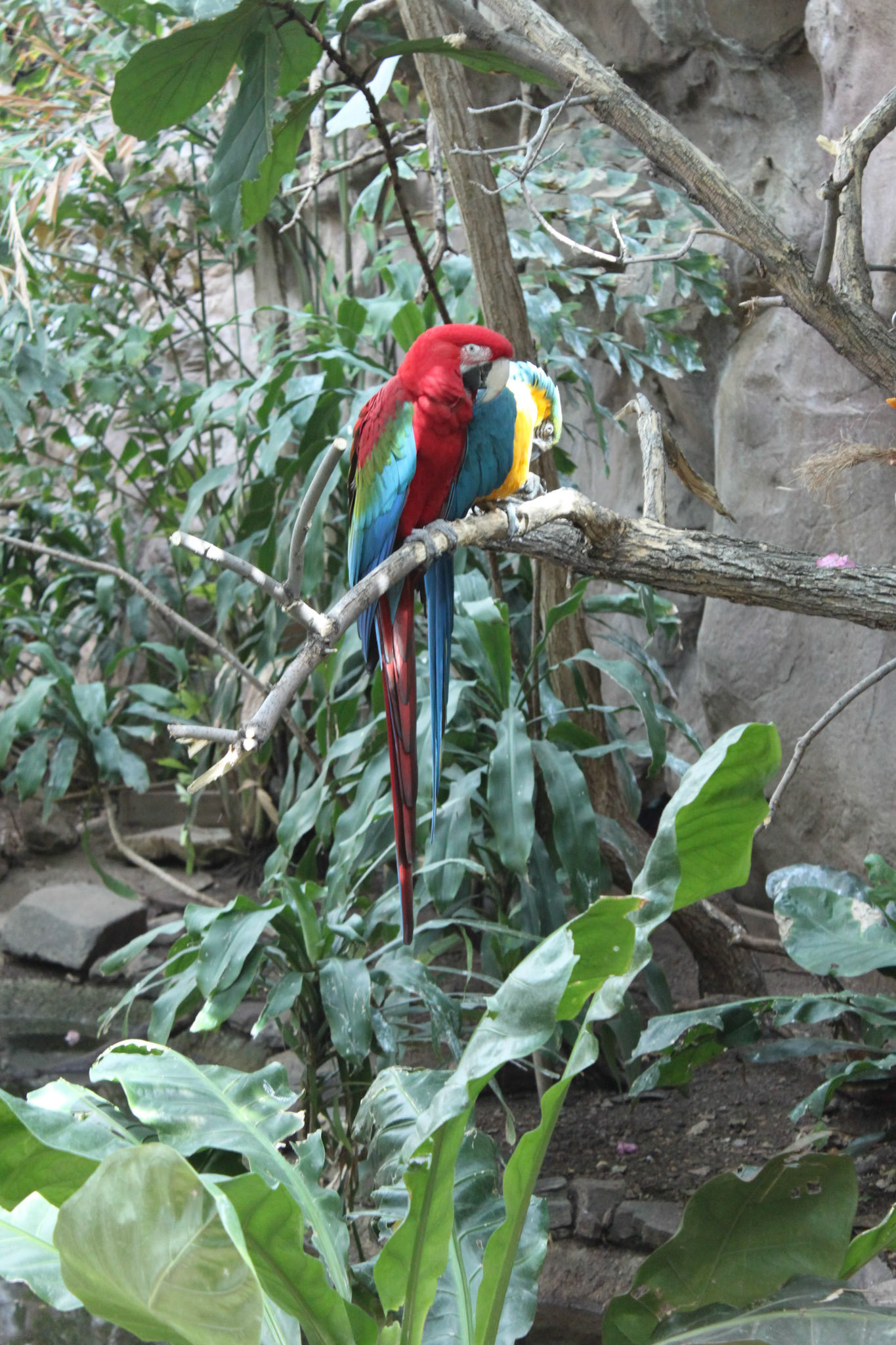 Macaws, Denver Zoo