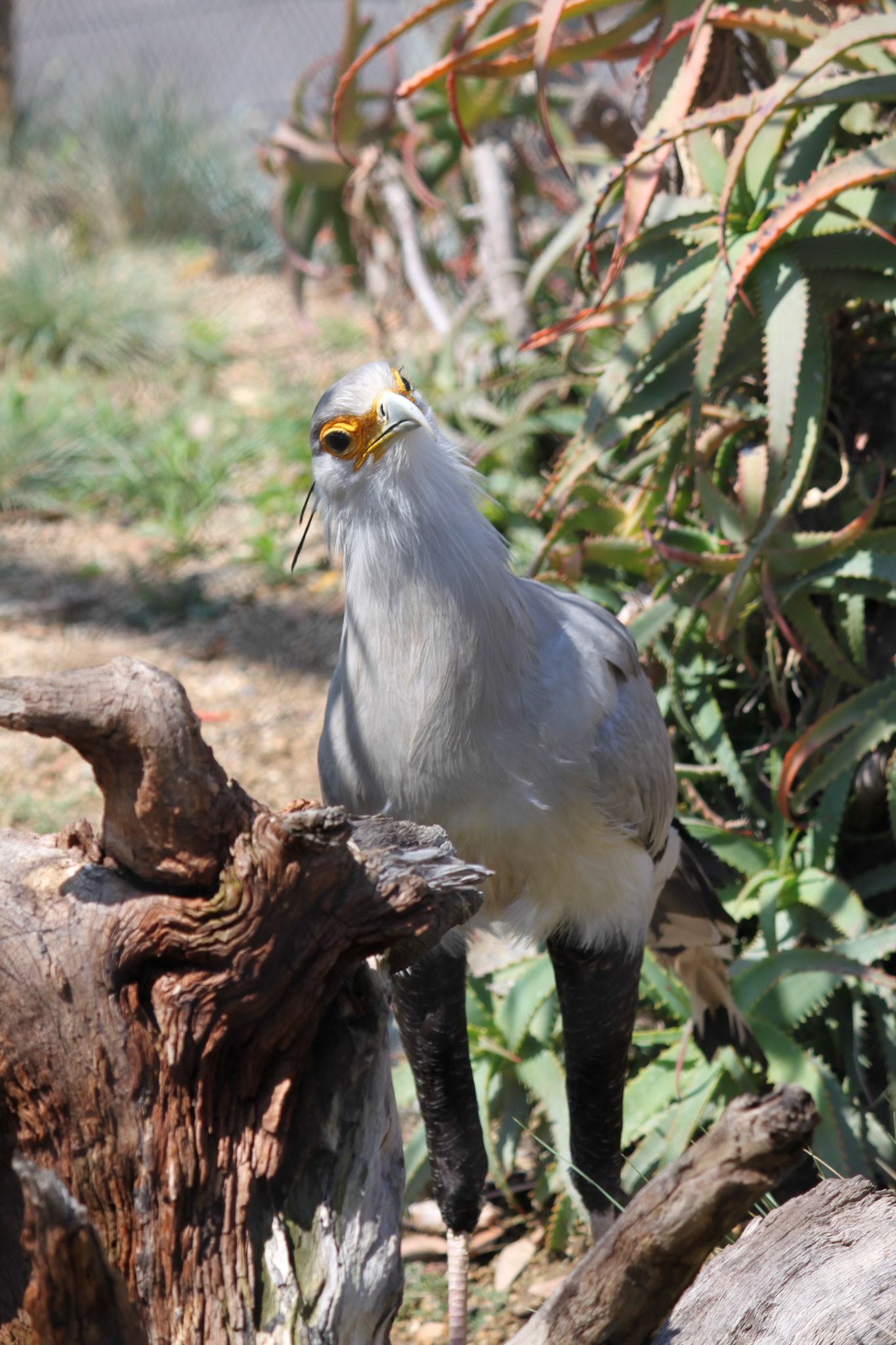 Secretary Bird, San Francisco Zoo