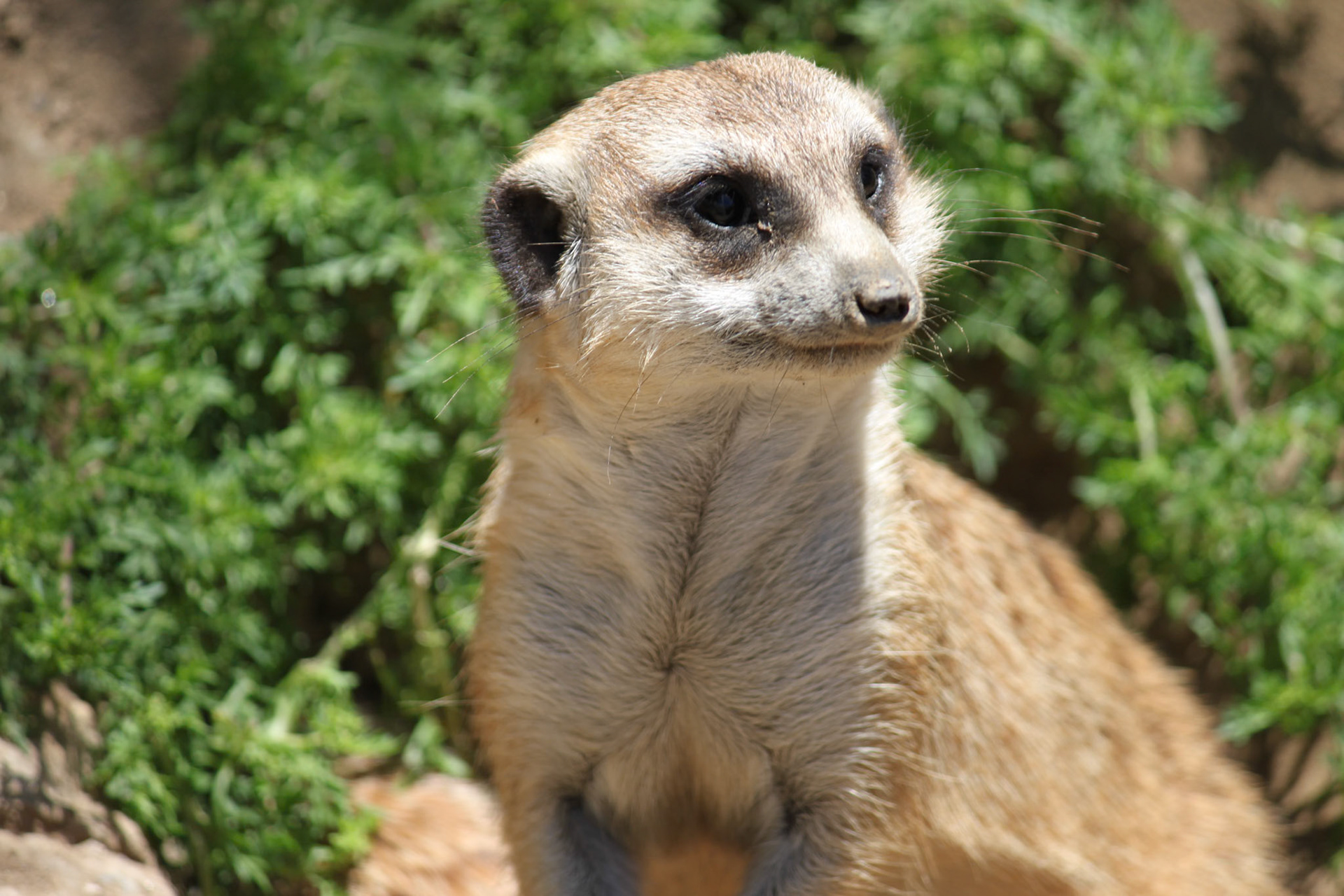 Meercat, San Francisco Zoo