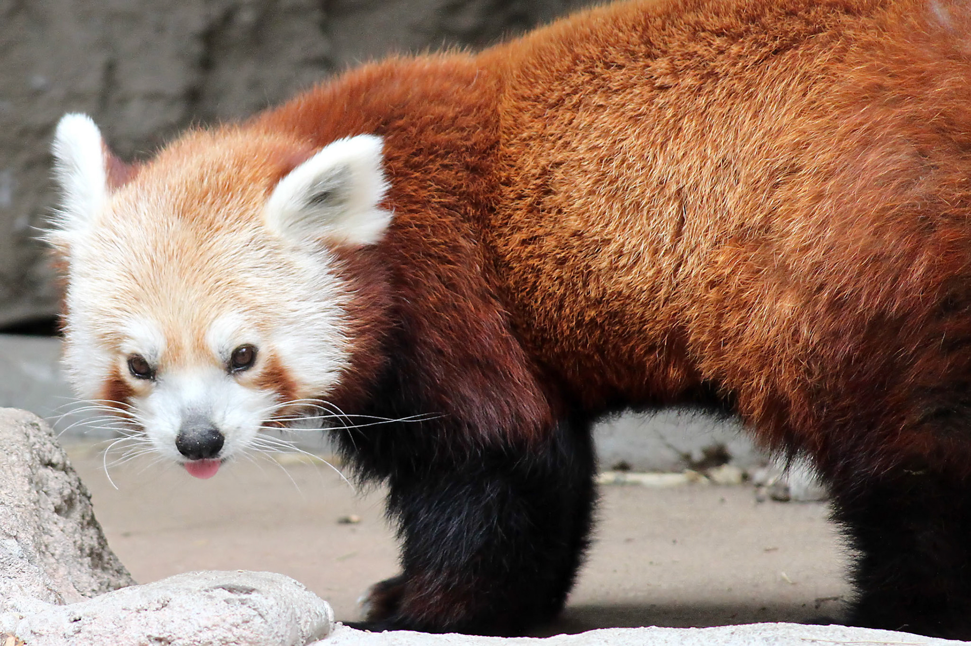 Red Panda, Denver Zoo