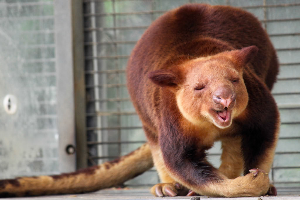 Red Kangaroo, San Francisco Zoo