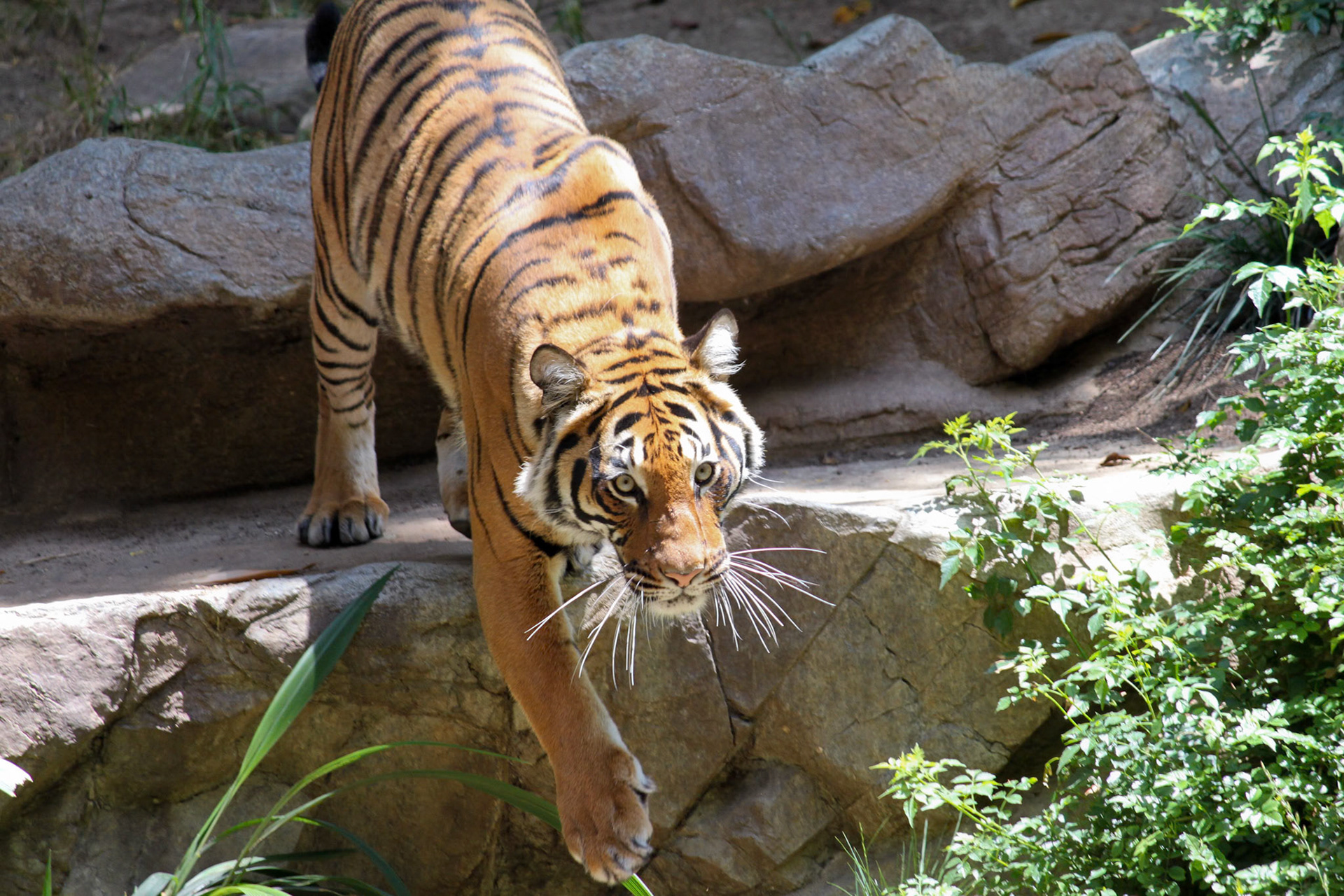 Malaysian Tiger, San Francisco Zoo