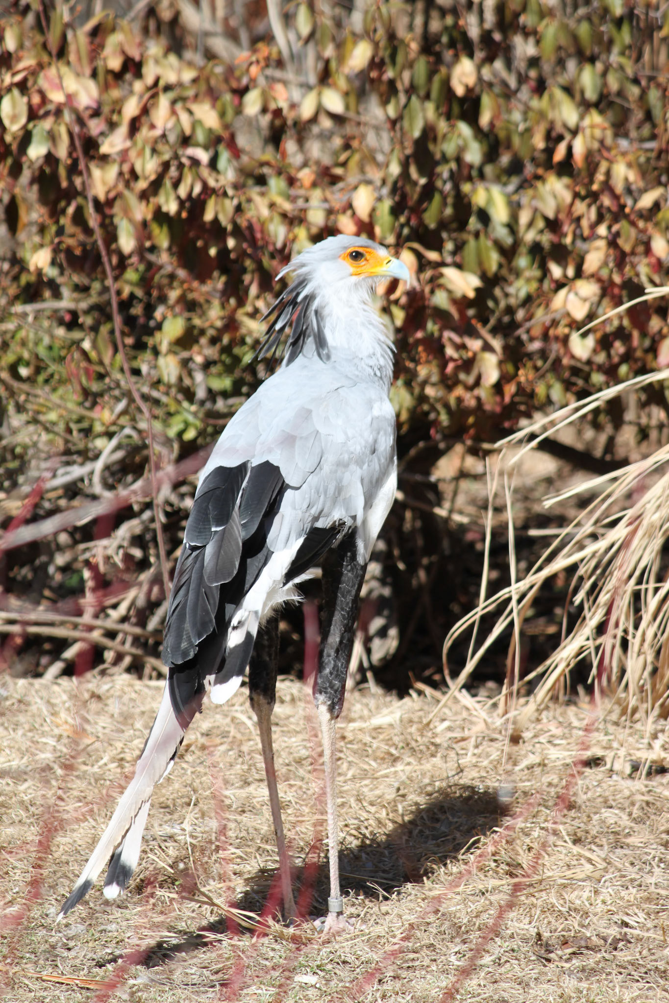 Secretary Bird, Denver Zoo