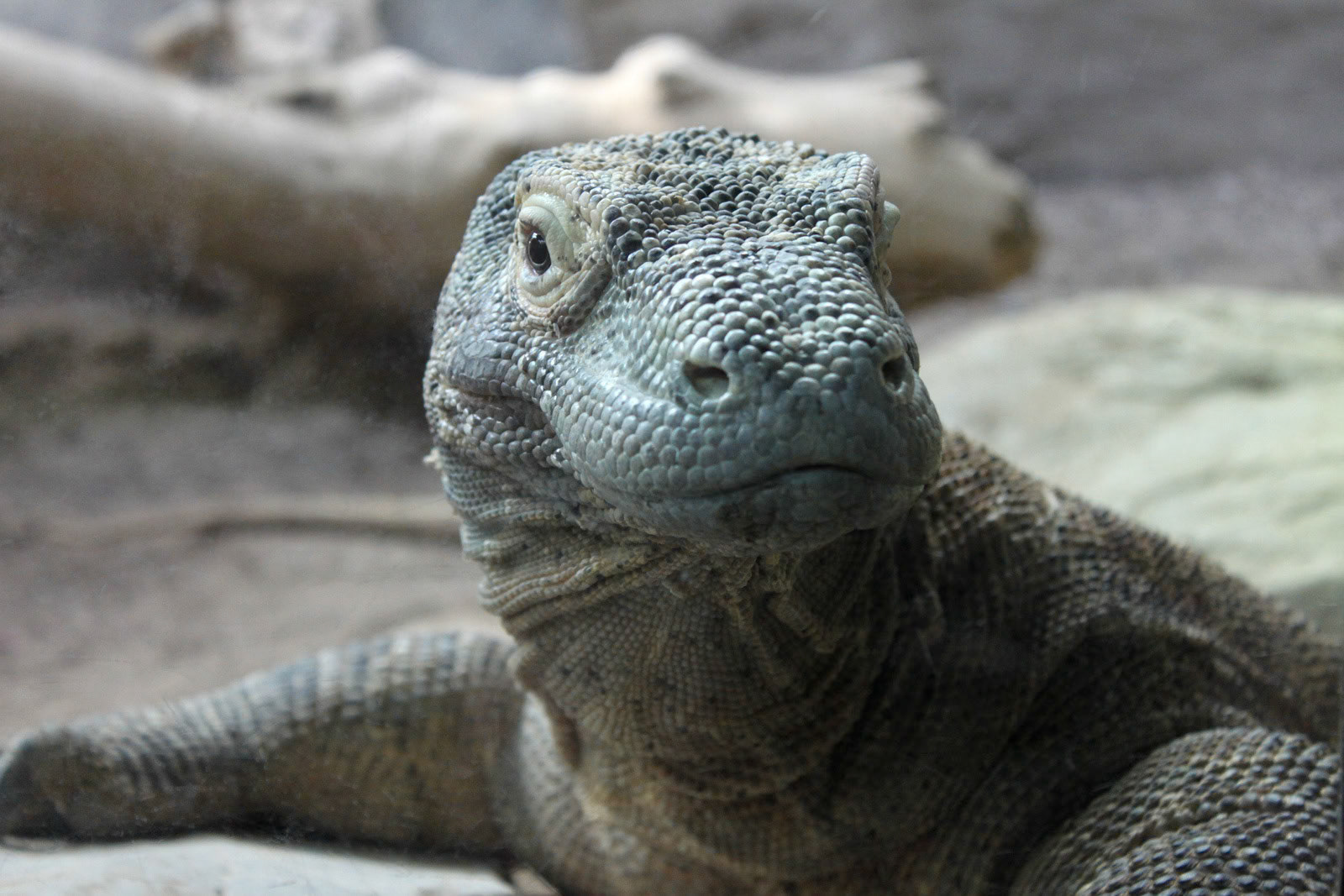 Komodo Dragon, Denver Zoo