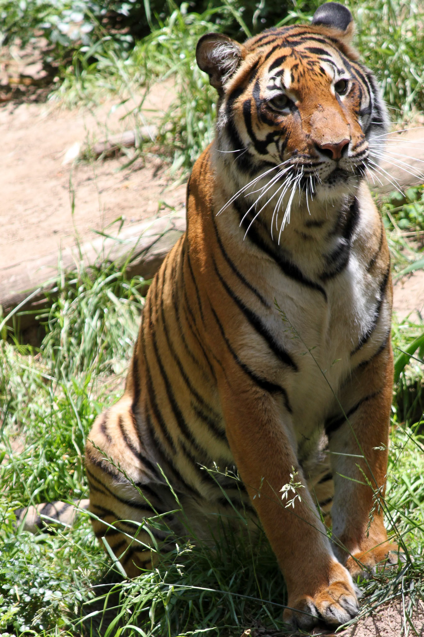 Malaysian Tiger, San Francisco Zoo