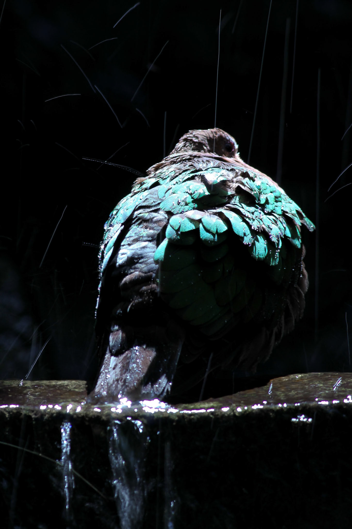 Pigeon, San Francisco Zoo