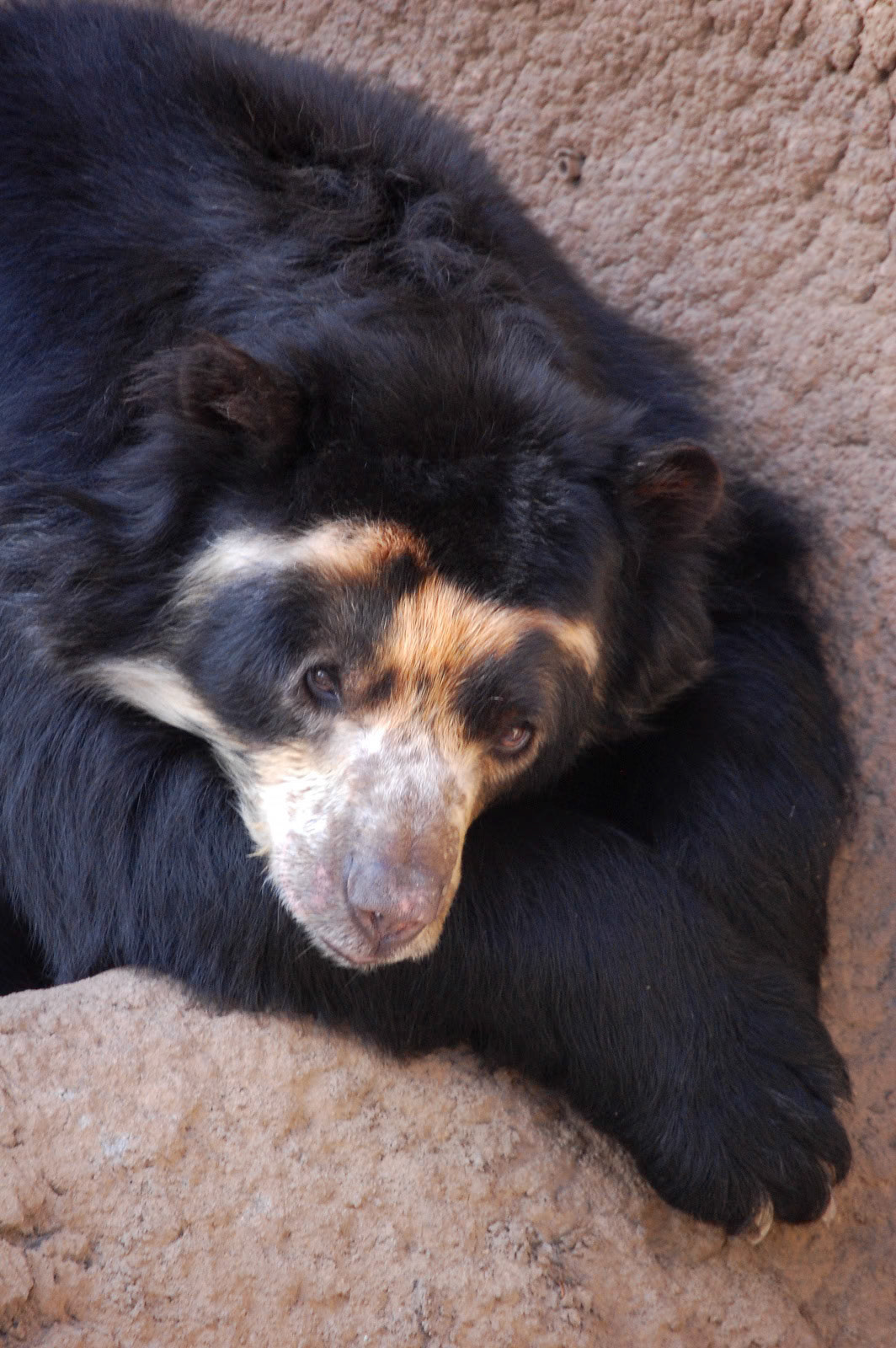 Moon Bear, Cheyanne Mountain Zoo