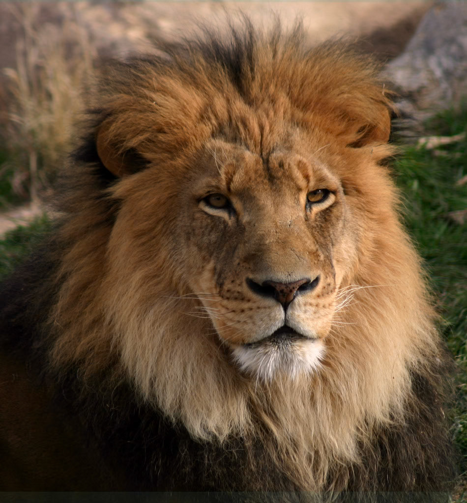 Lion. Denver Zoo