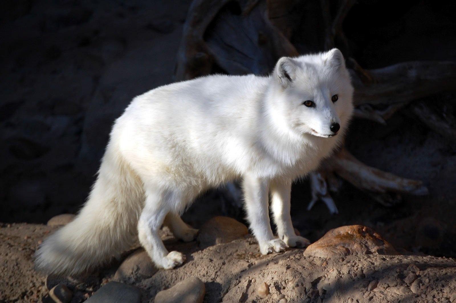 Arctic Fox, Denver Zoo