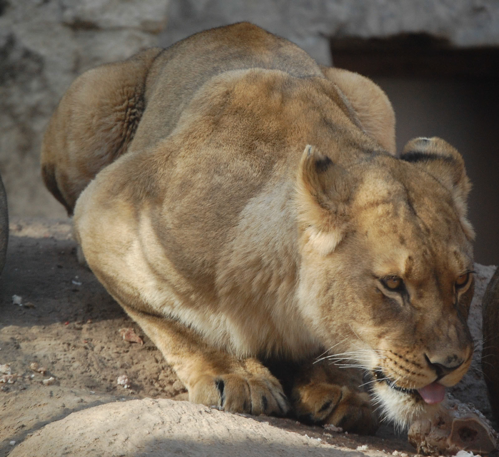Lion, Cheyanne Mountain Zoo